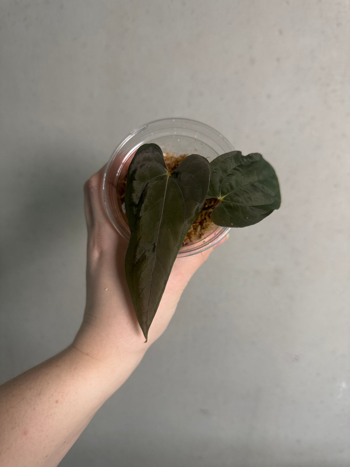 Anthurium FSxRL x RLxFS plant from SMUKHI with vibrant green leaves and glossy foliage, displayed in a decorative pot.