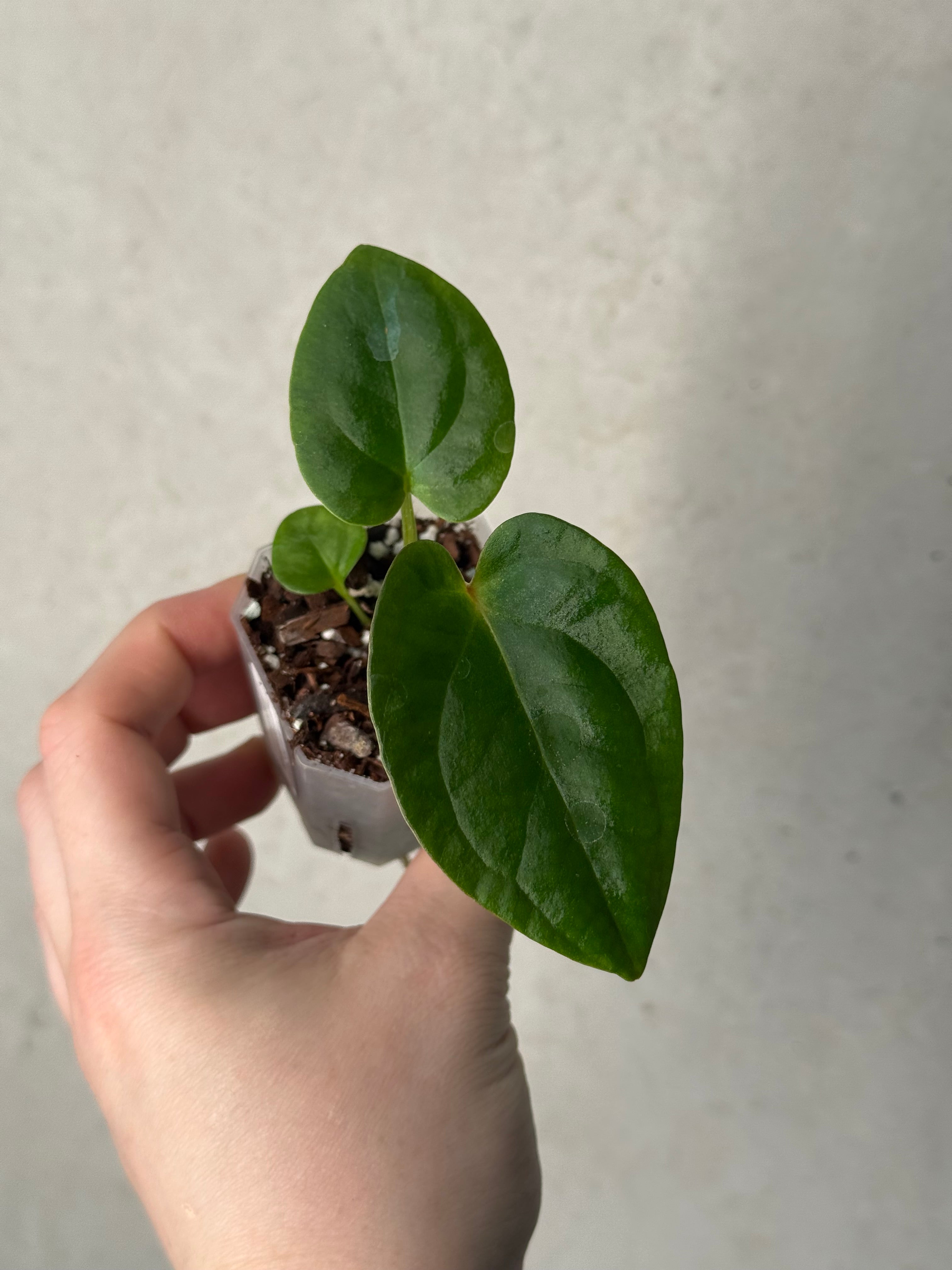 Anthurium Portillae 'Dorito' S1 x (Dressleri F2 x Carlablackiae 'Amanda')