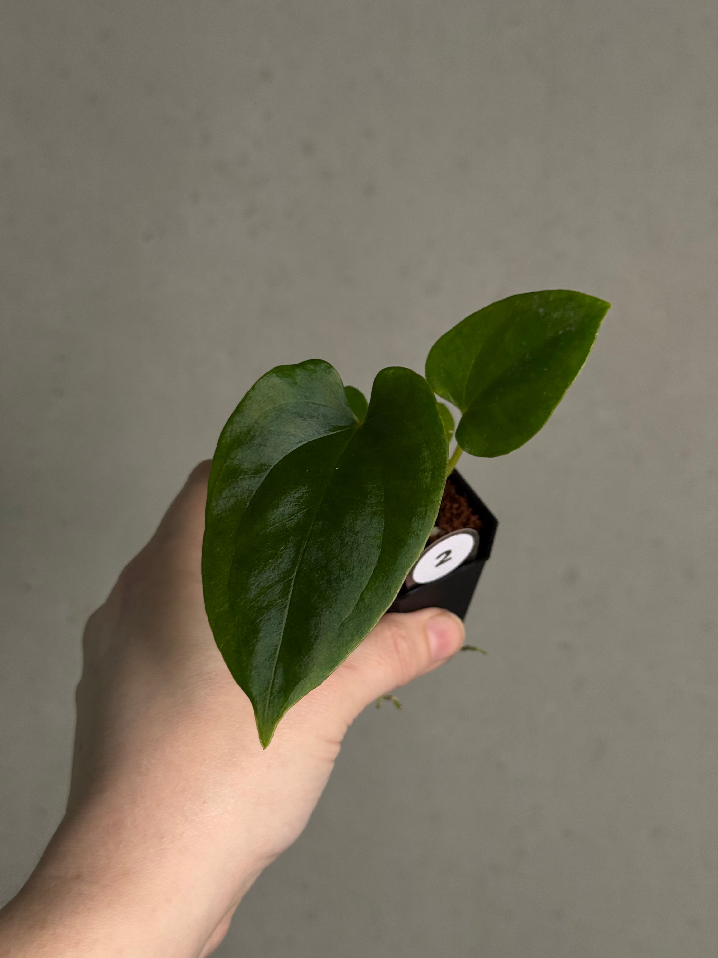 Anthurium (Fort Sherman x Dressleri RG) x (Ralph Lynam x self) - SMUKHI