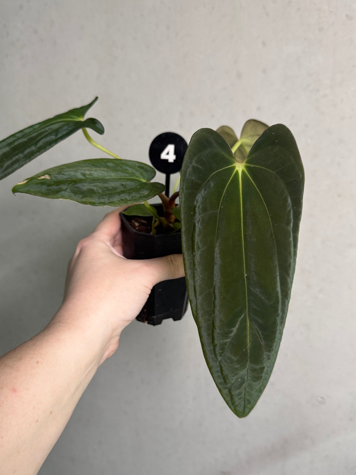 Anthurium Papillilaminum Ree Gardens x BVEP plant by SMUKHI with glossy green leaves and unique leaf texture.