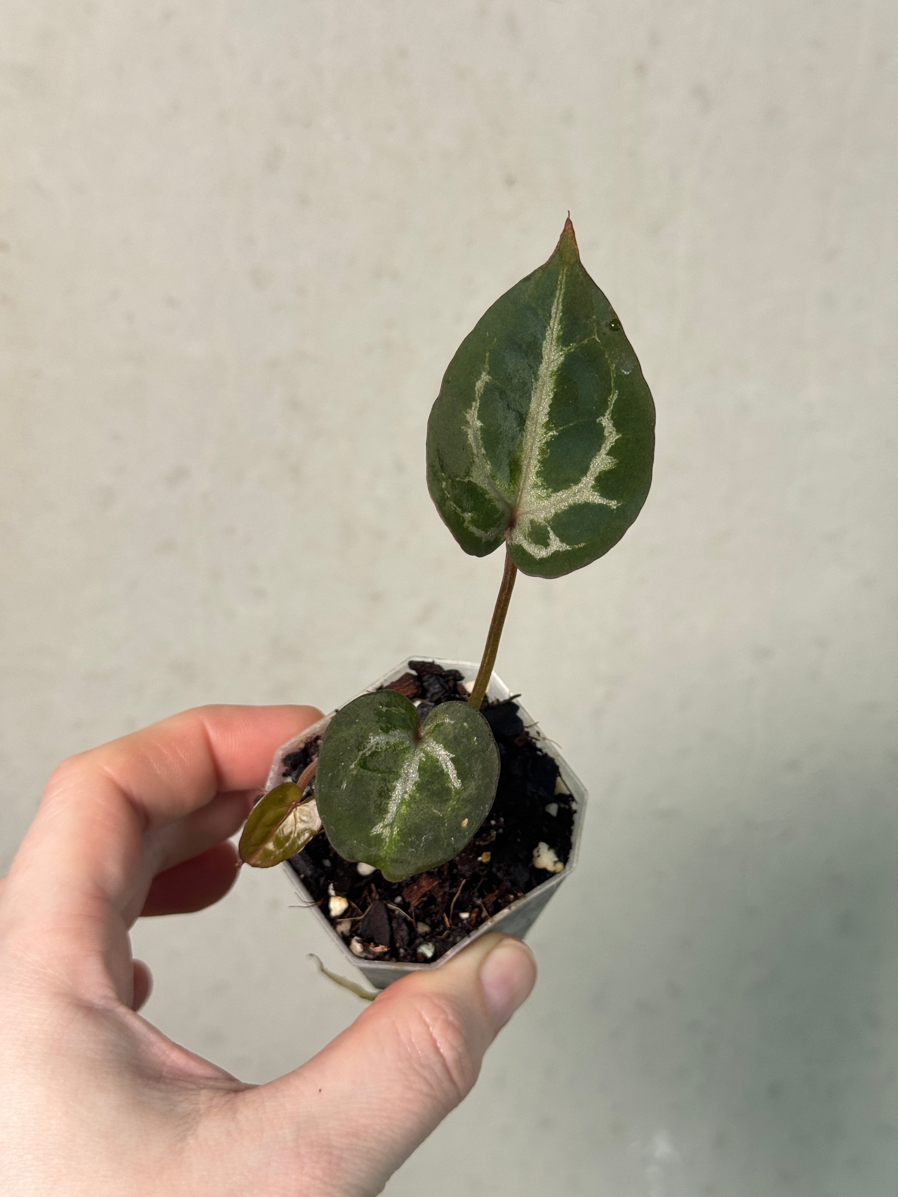 Anthurium DocBlock [Lost Tag] - Clone