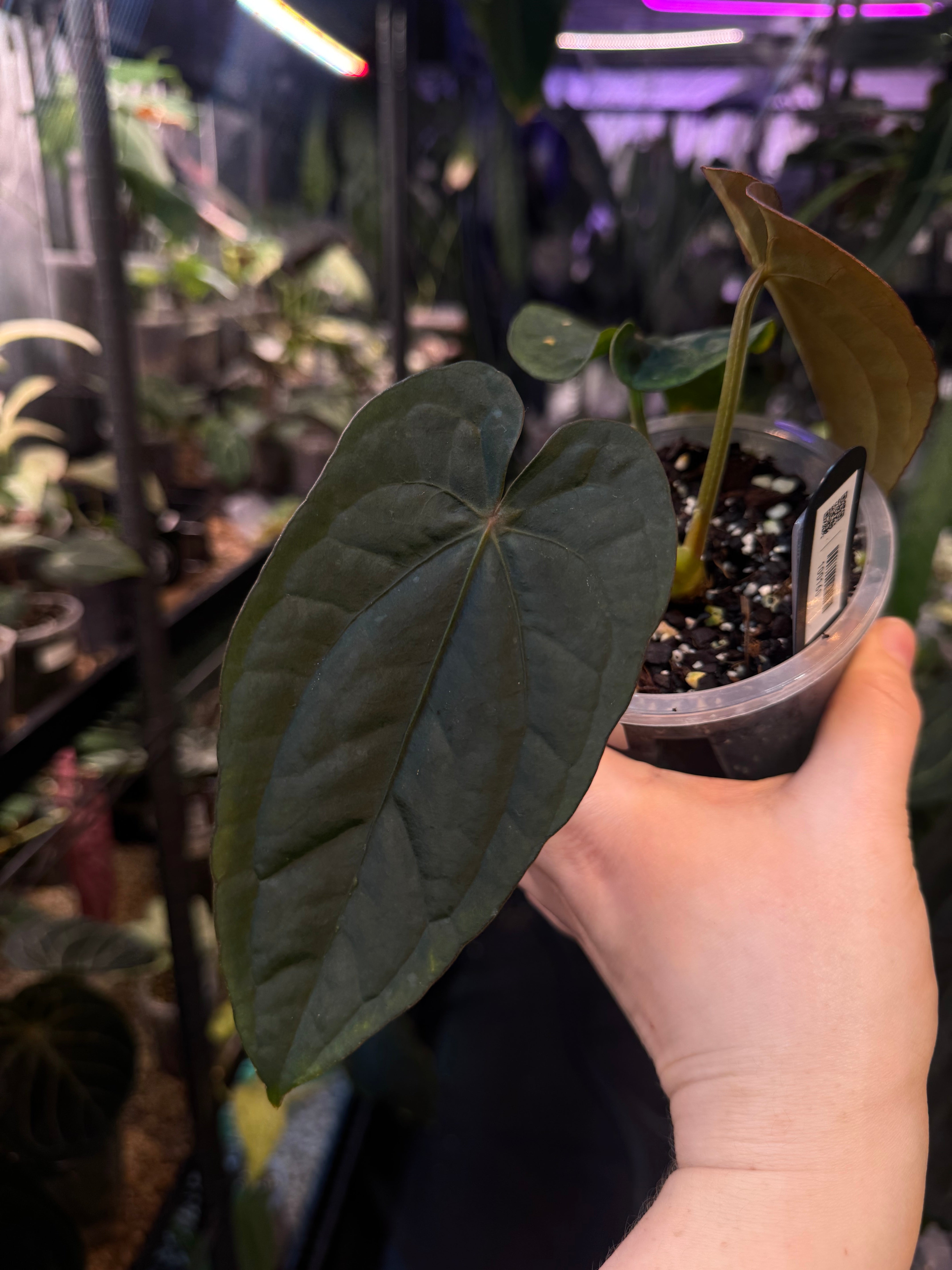 NFS: Anthurium Dressleri RG F2 x ‘Windy’