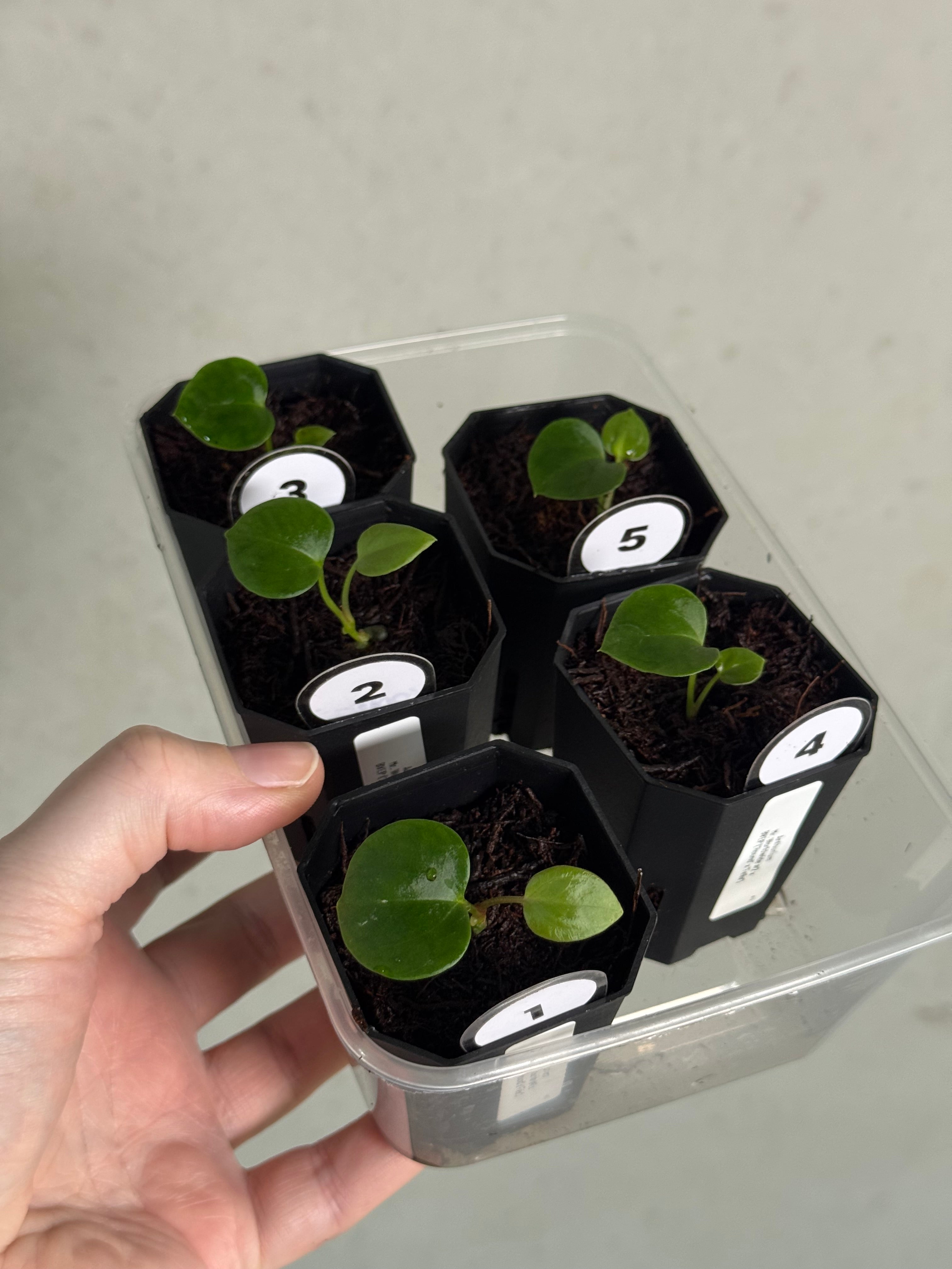 Anthurium Mr. Worldwide #2 x BVEP (‘Round’ x ‘Felix’) - SMUKHI