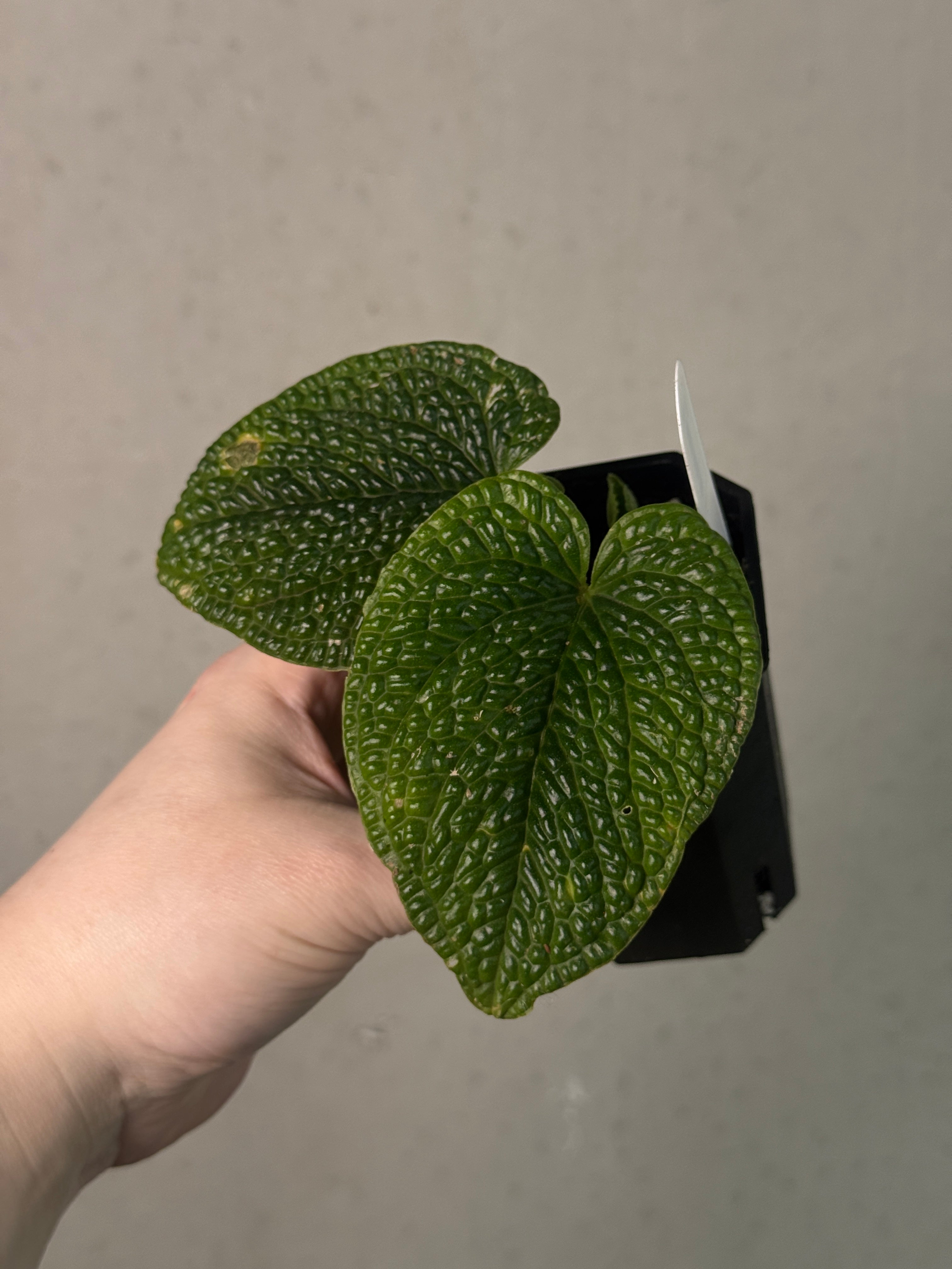 Anthurium Splendidum