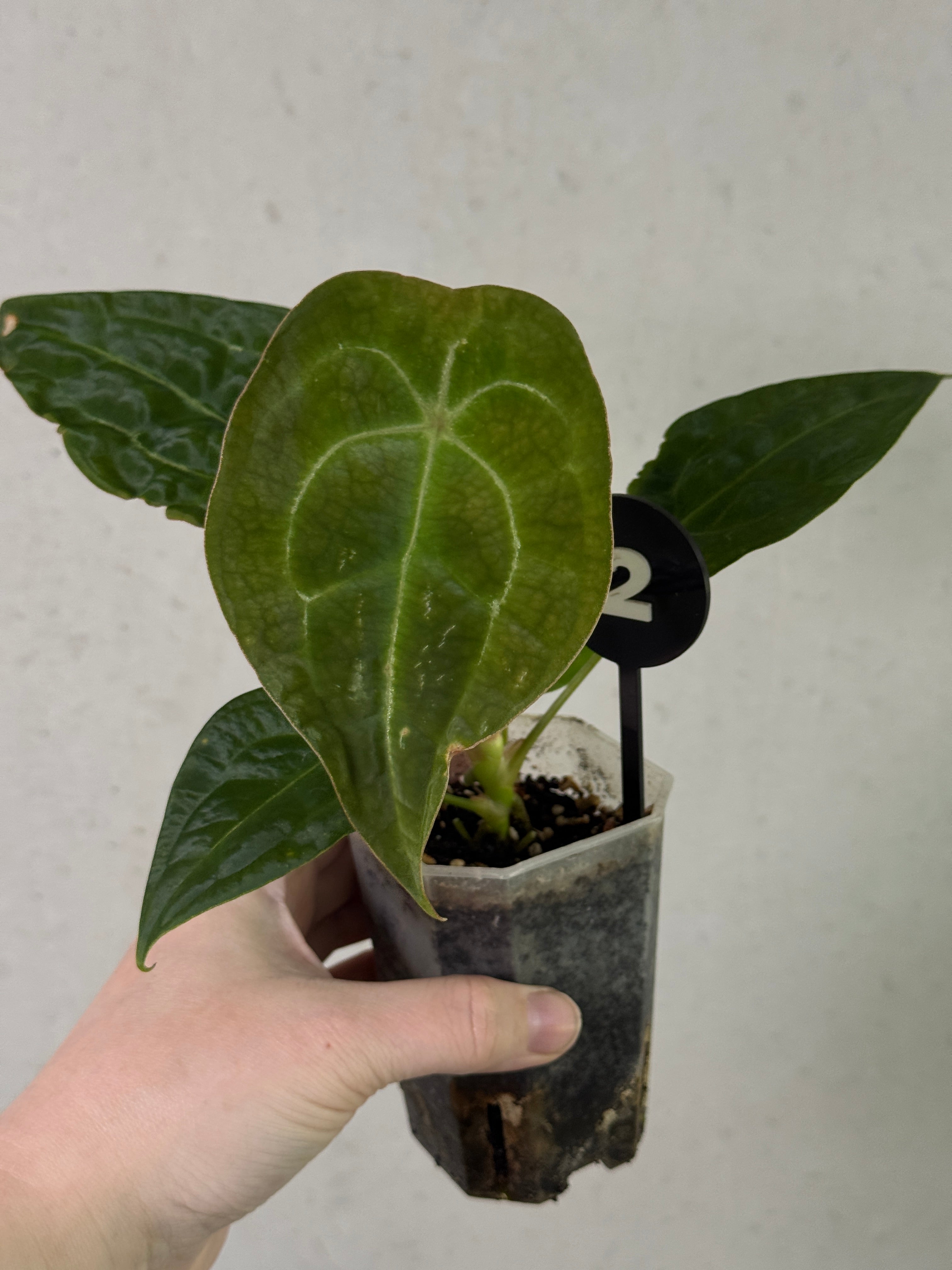 SMUKHI Anthurium Forgetii x Open plant with lush green and silver variegated leaves, ideal for indoor or tropical decor.