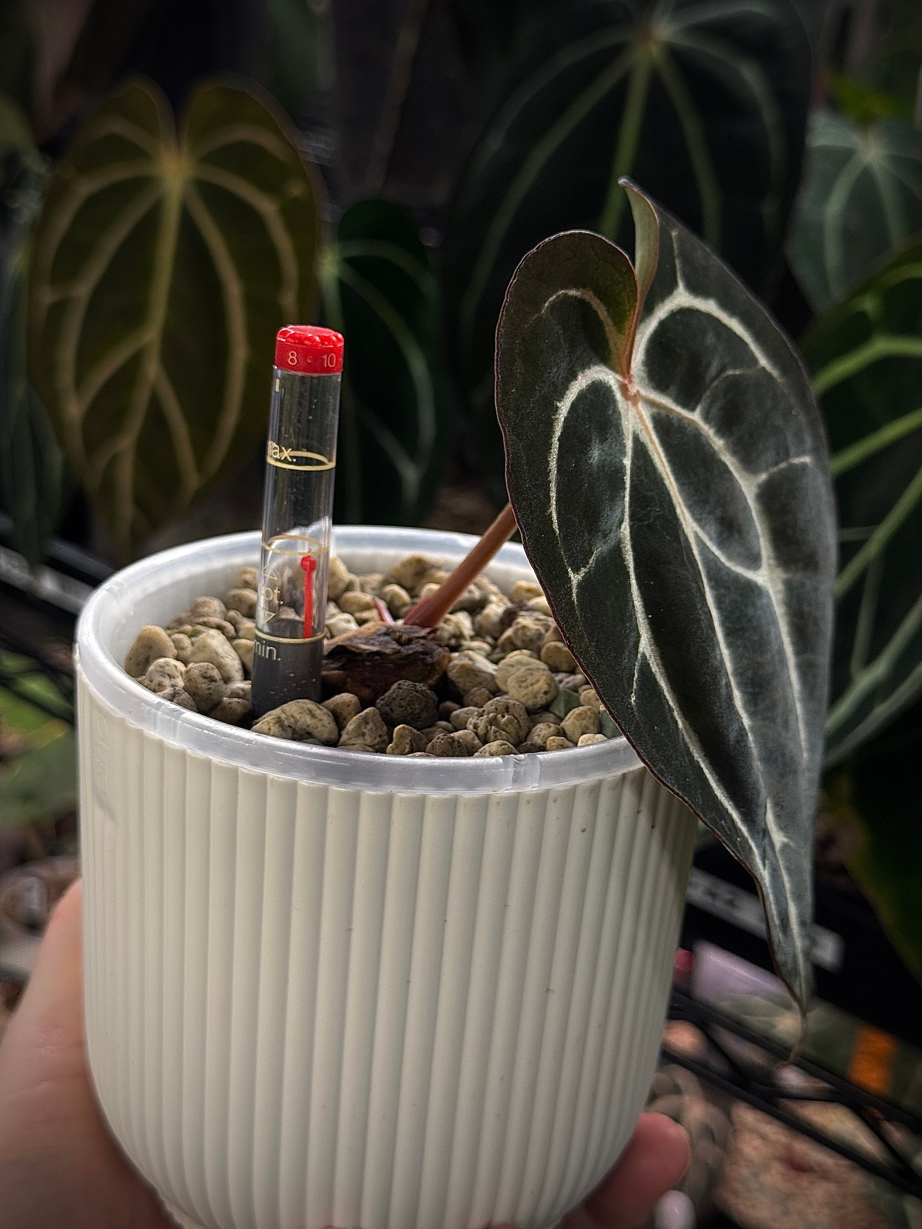 Water Level Indicator