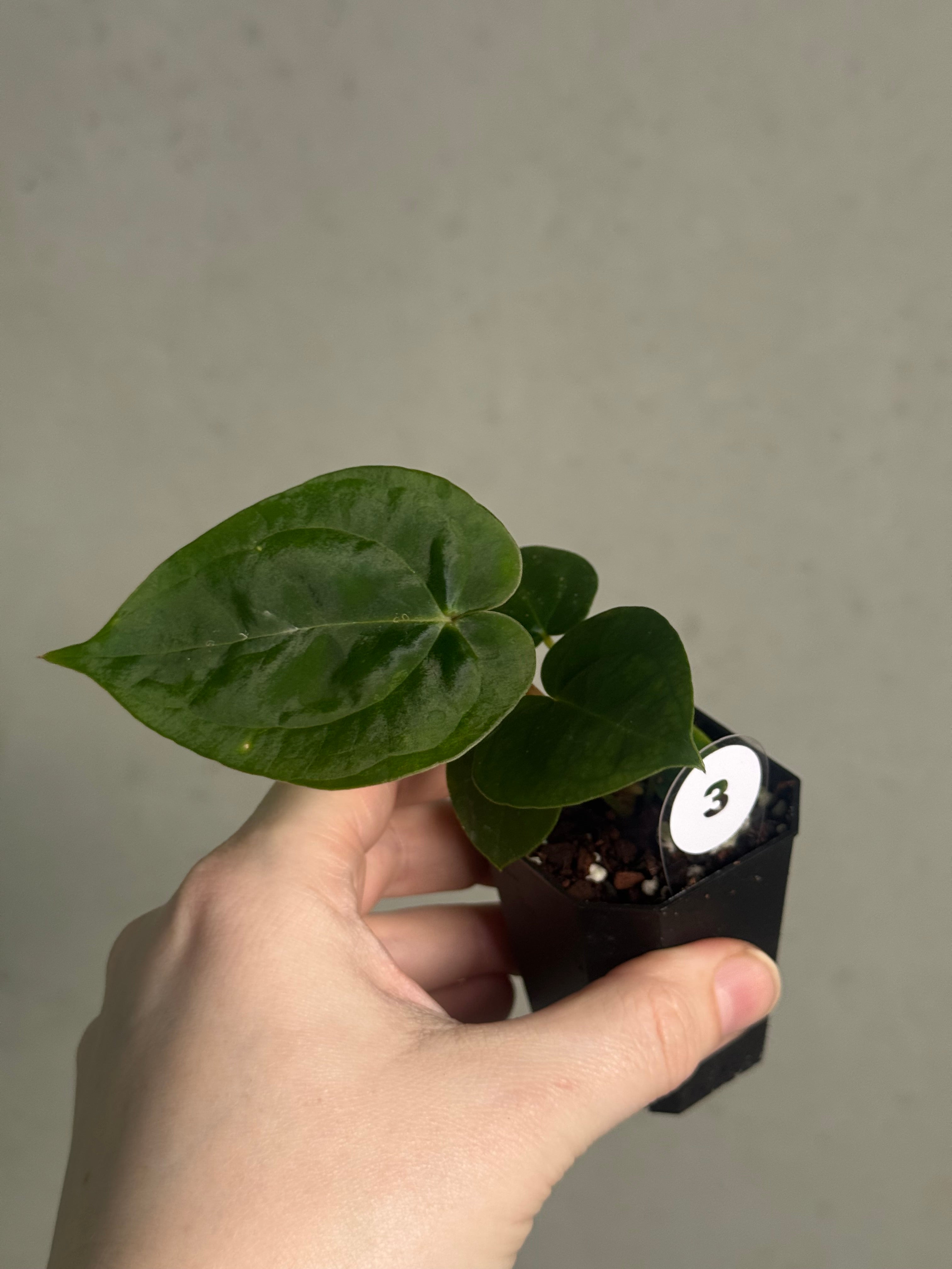 Anthurium Papillilaminum 'Guna Yala' x (Zara x Michelle) - SMUKHI