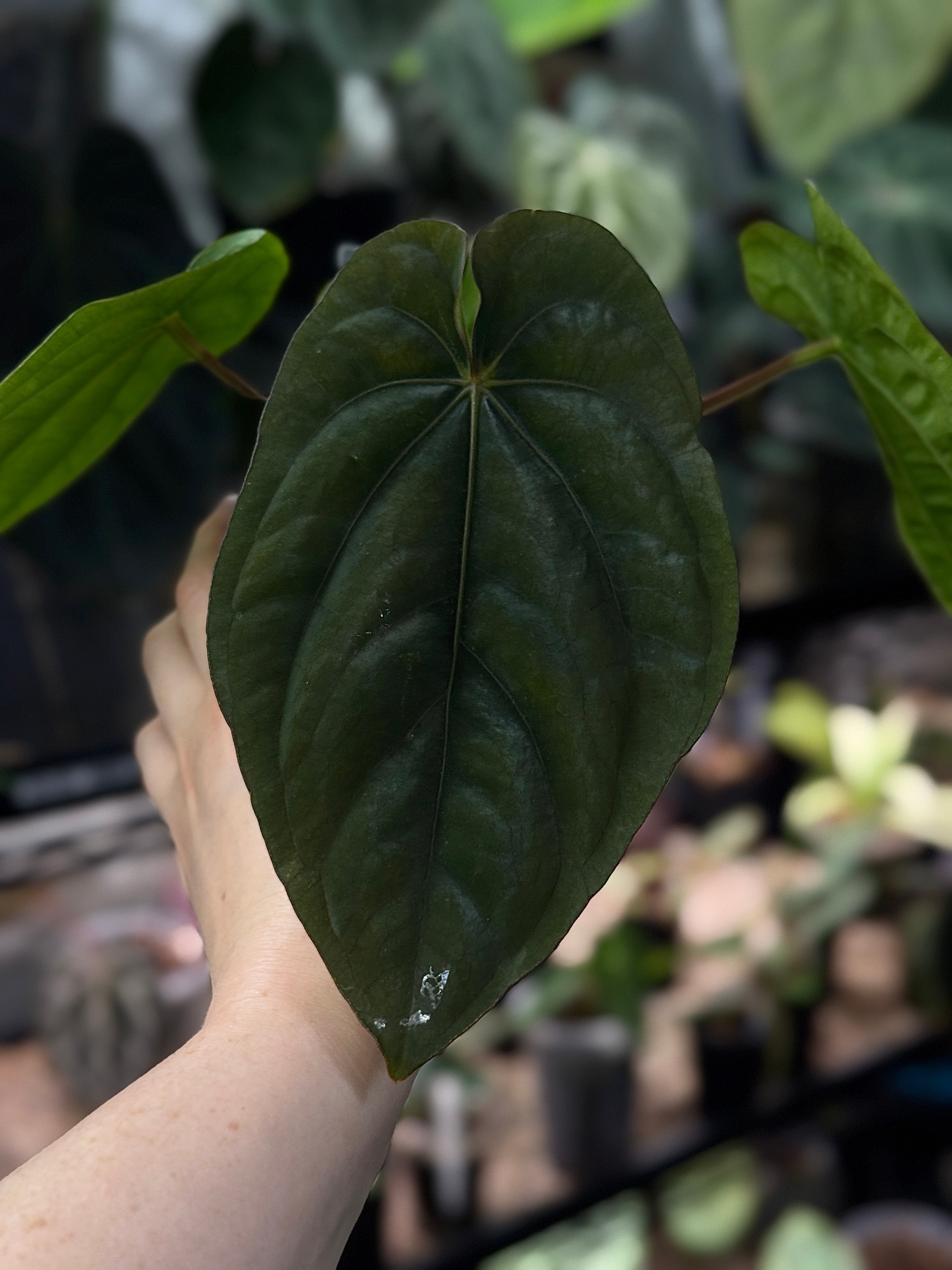 NFS: Anthurium Dressleri RG F3 clone