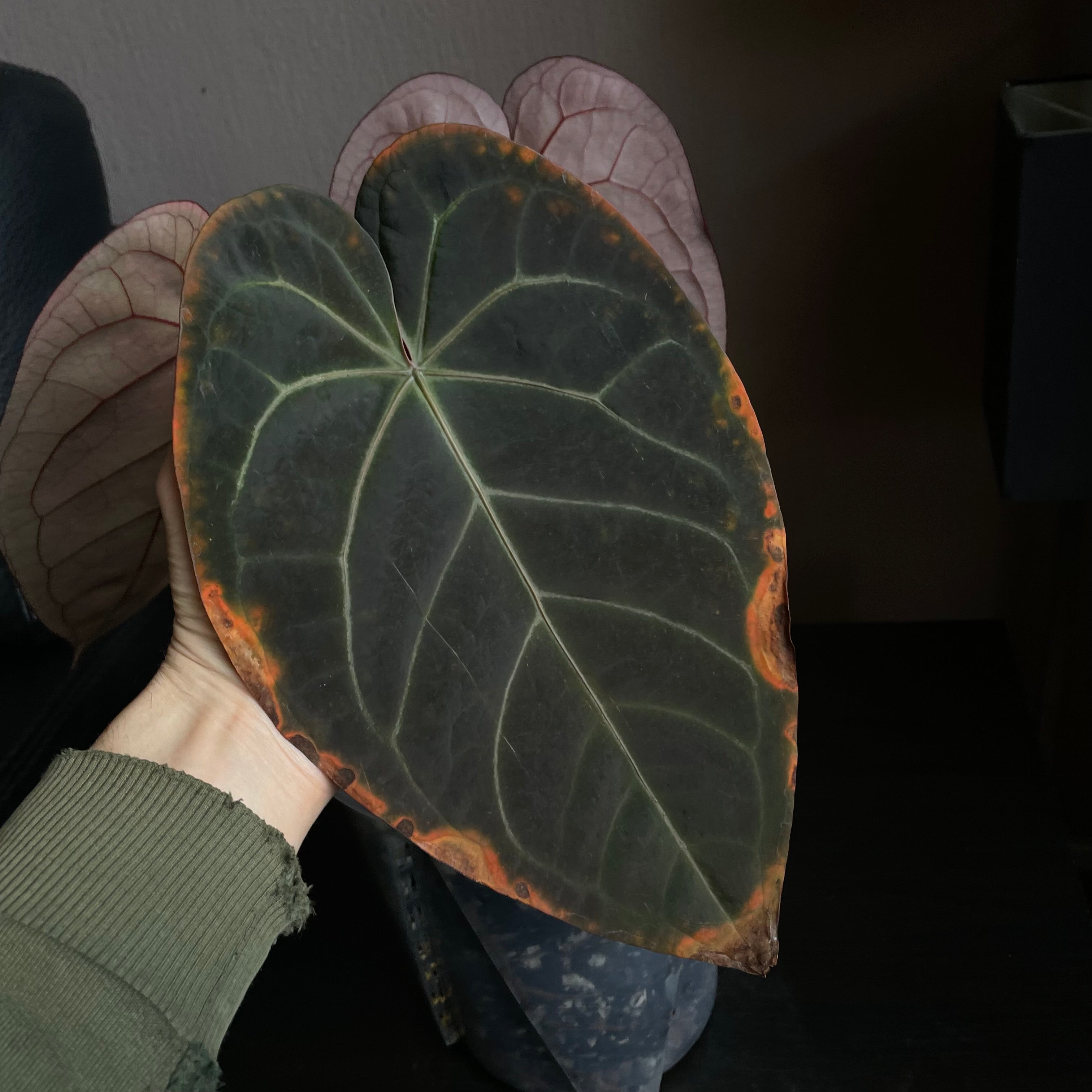 Anthurium - Various plants