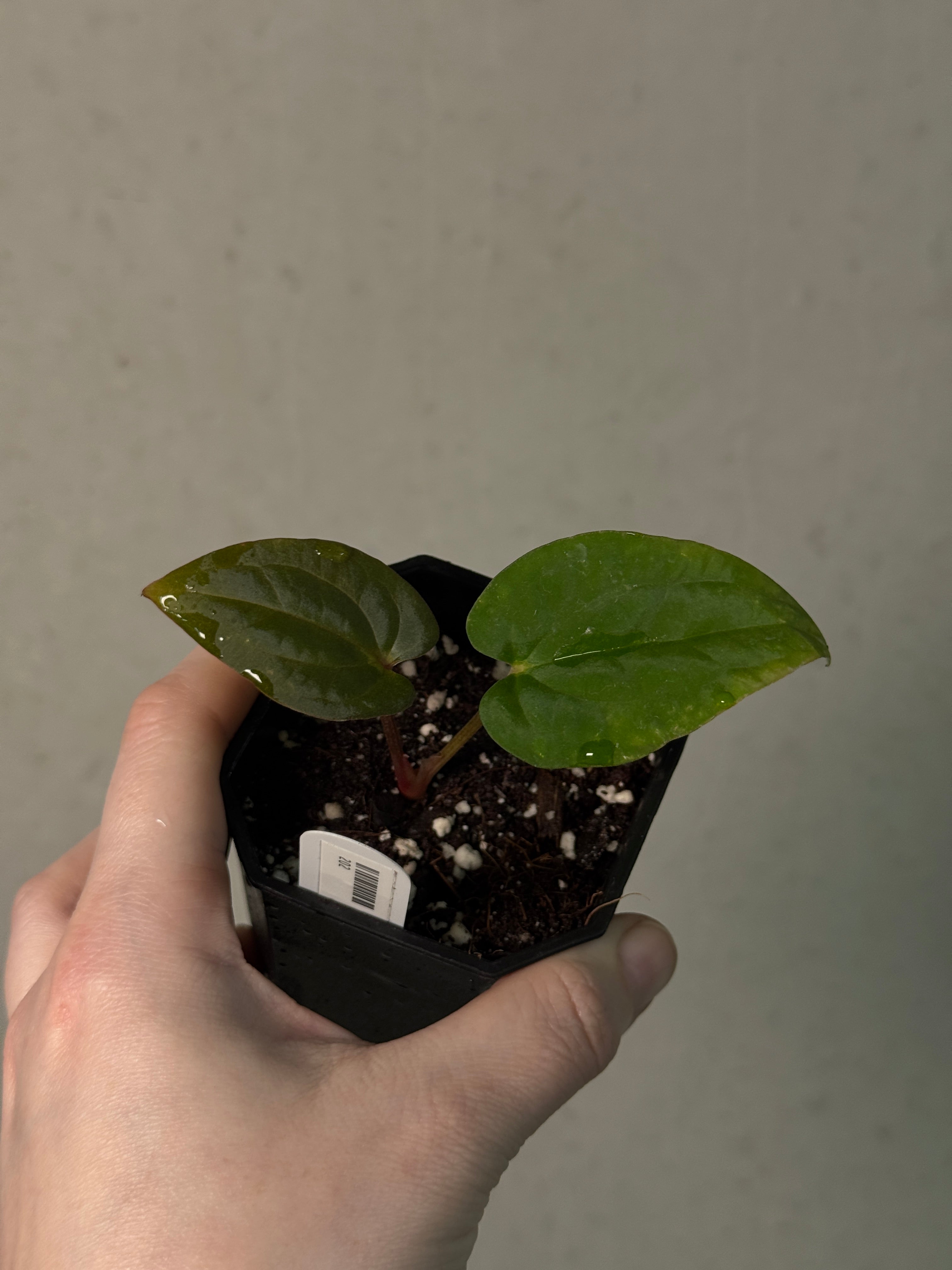 Anthurium Kunayalense PM5 x (BVEP RA1 or sp. Nov DF)