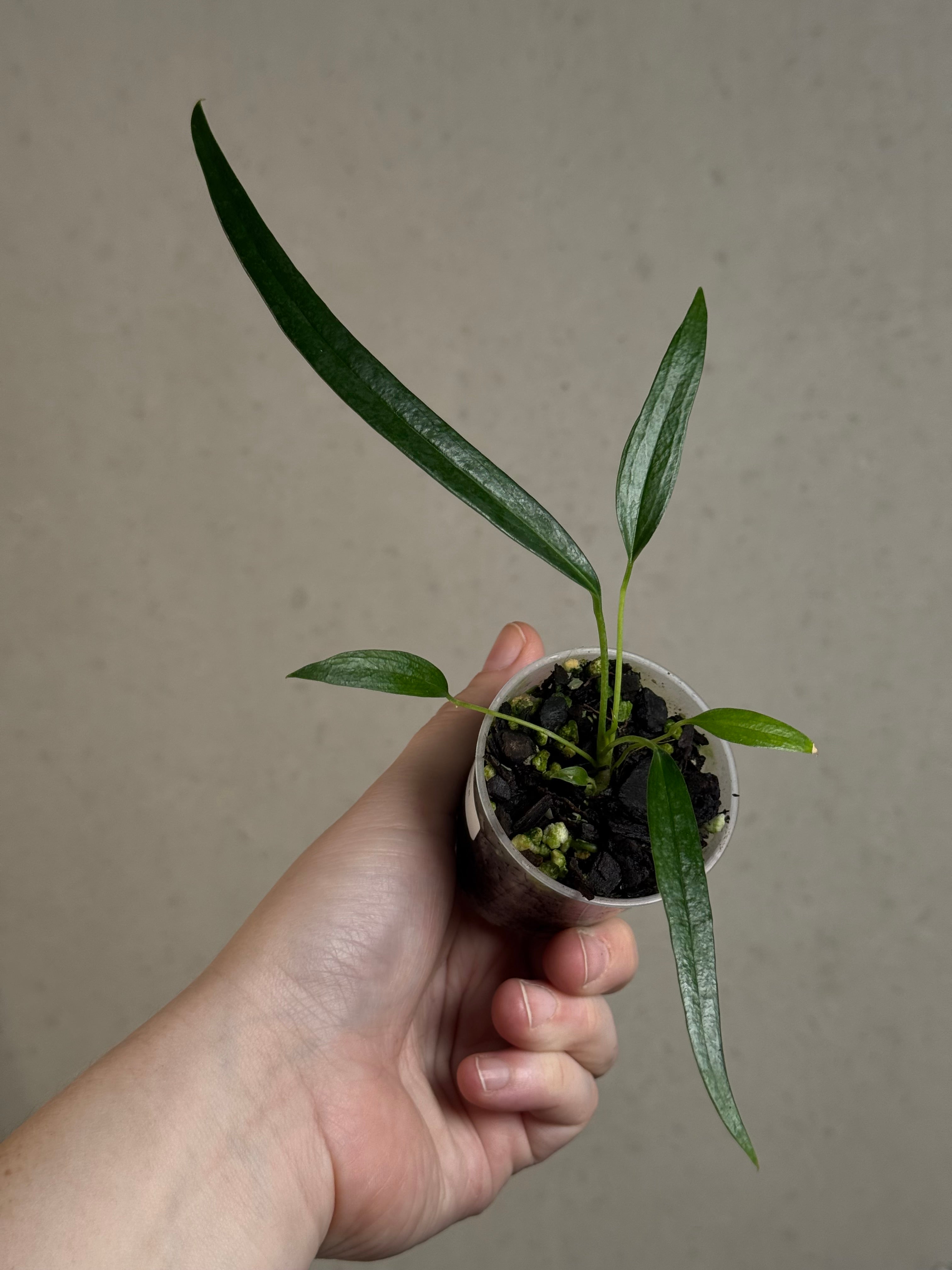 Anthurium Friedrichsthalii S1