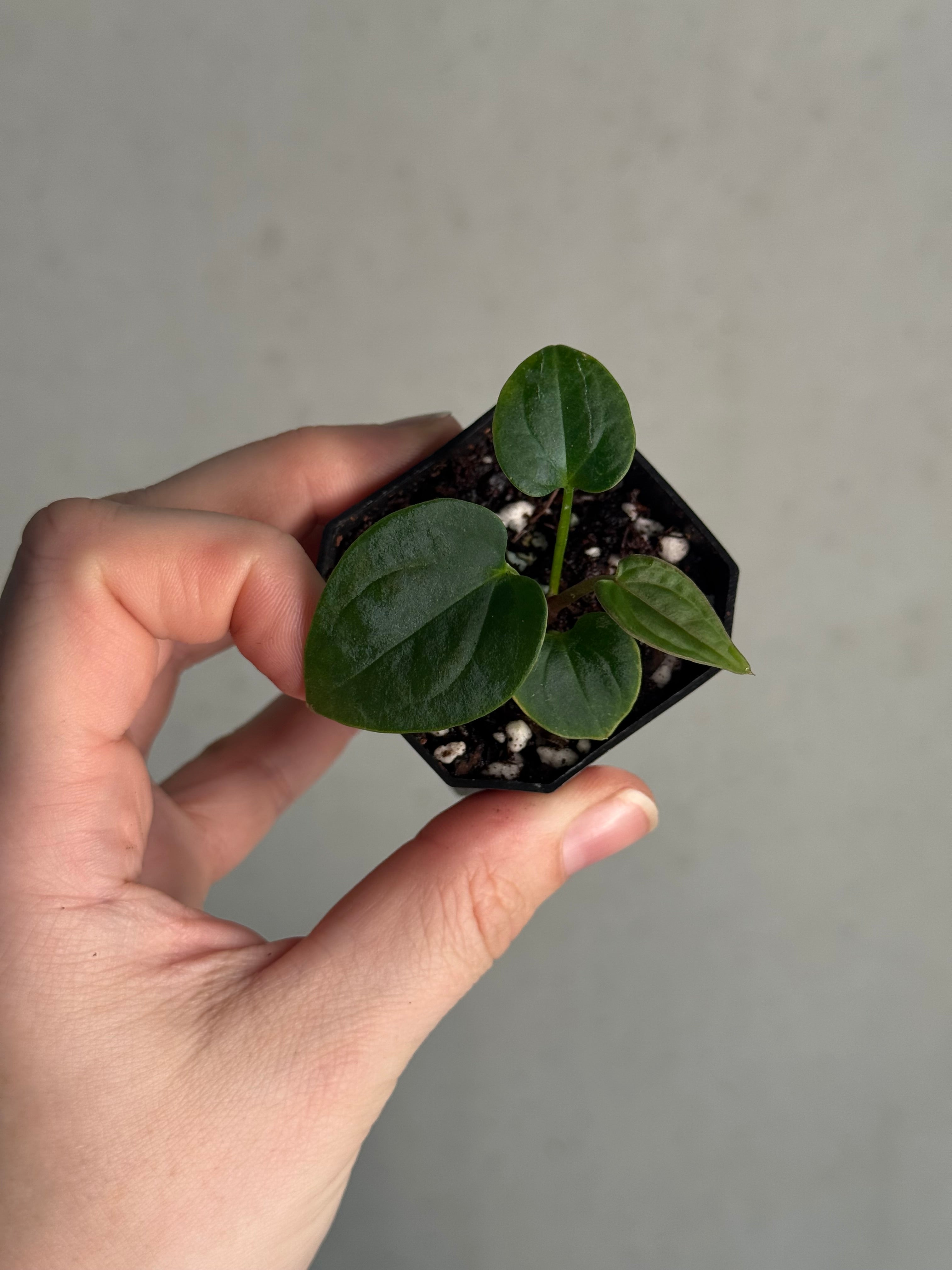 Anthurium BVEP ('Round' x RA1) x Kunayalense CC1