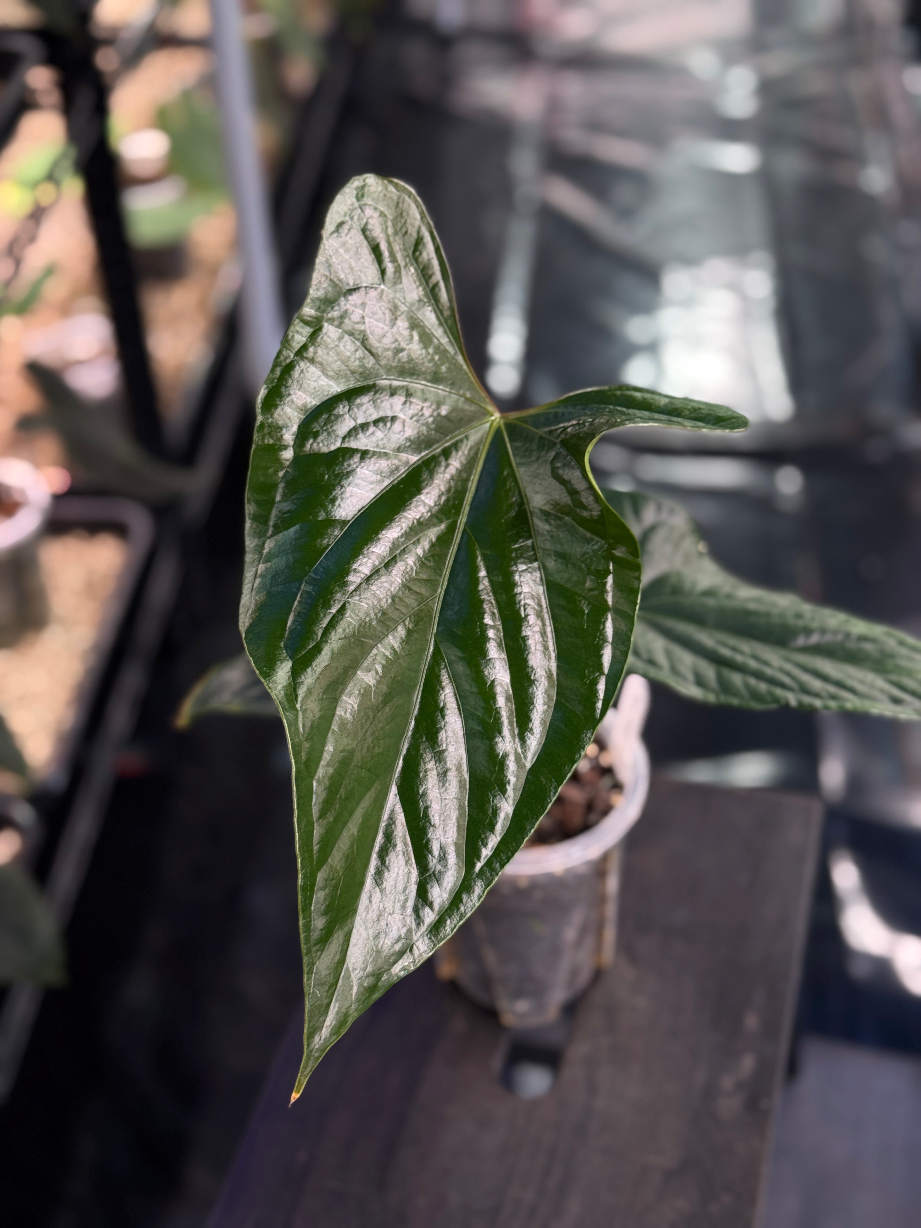 Anthurium Luxurians x cf. Nigrolaminum