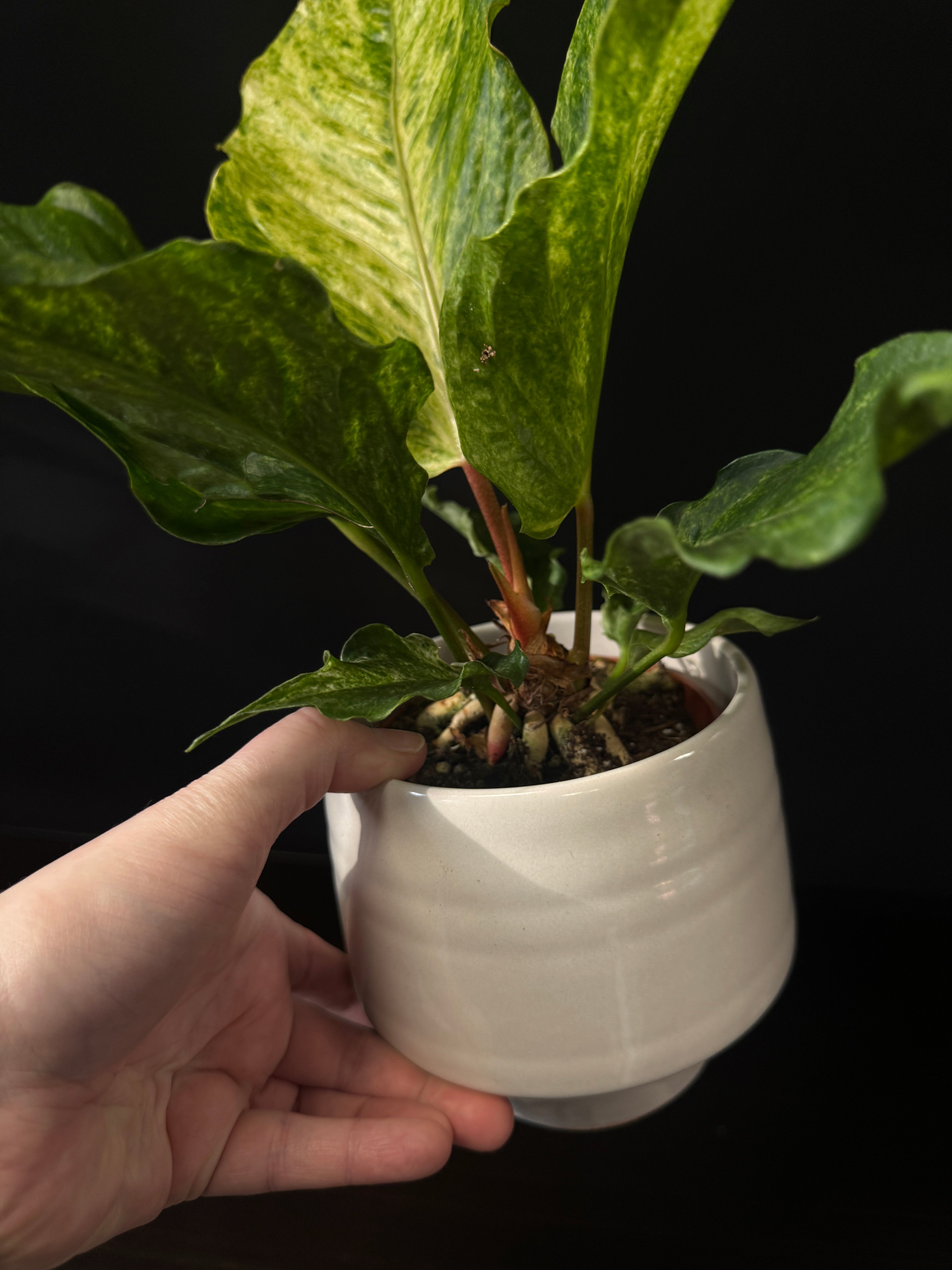 Anthurium Bonplandii Variegata