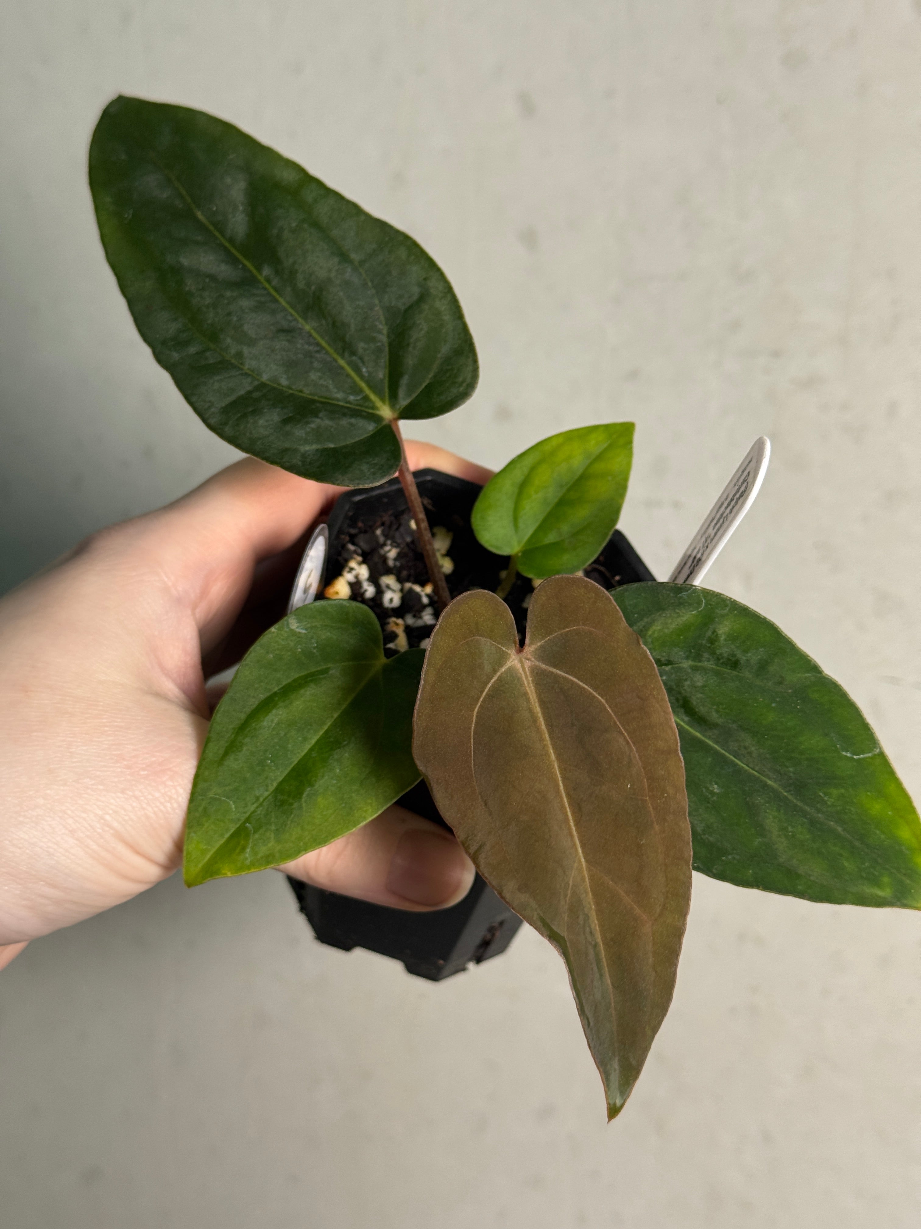 Anthurium (Ralph Lynam x Dressleri RG) x (Carlablackiae A1 x self) - SMUKHI