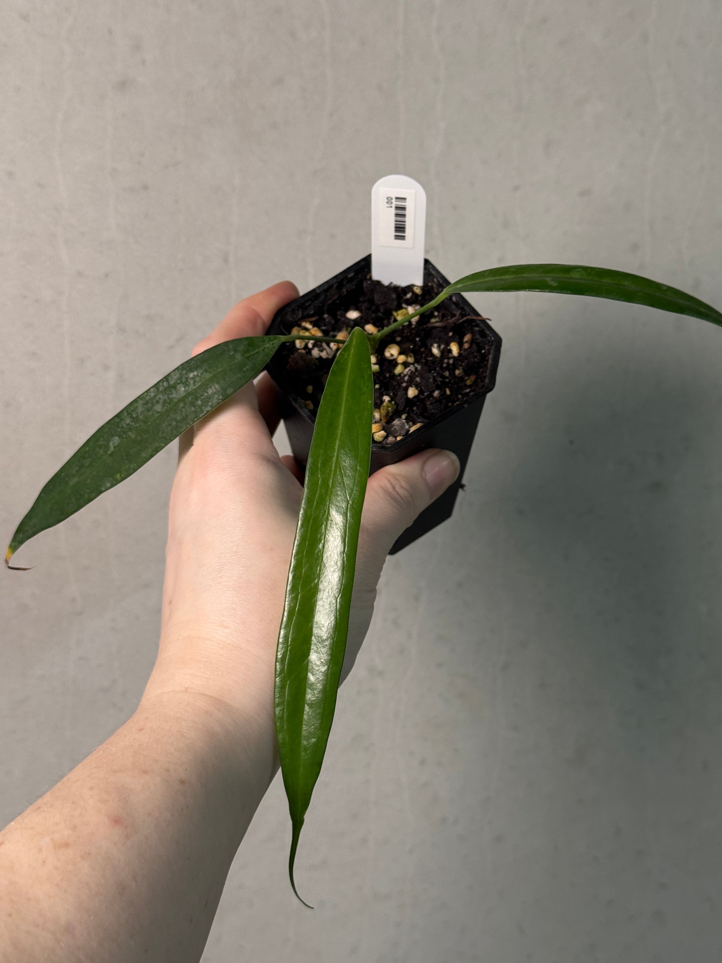 Anthurium Eminens S1 - SMUKHI