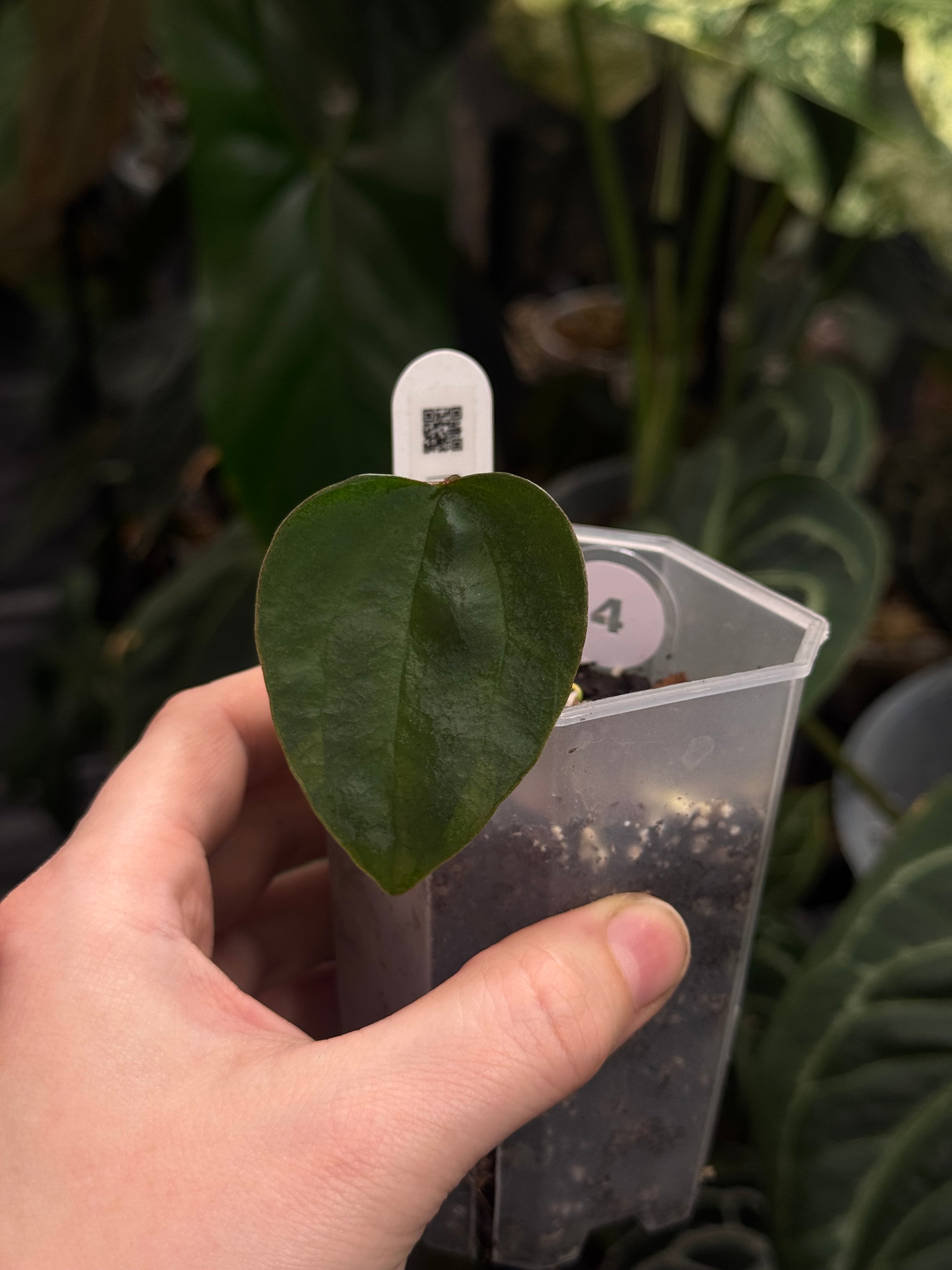 Anthurium Ace Of Spades Dark Form (SKG) F1