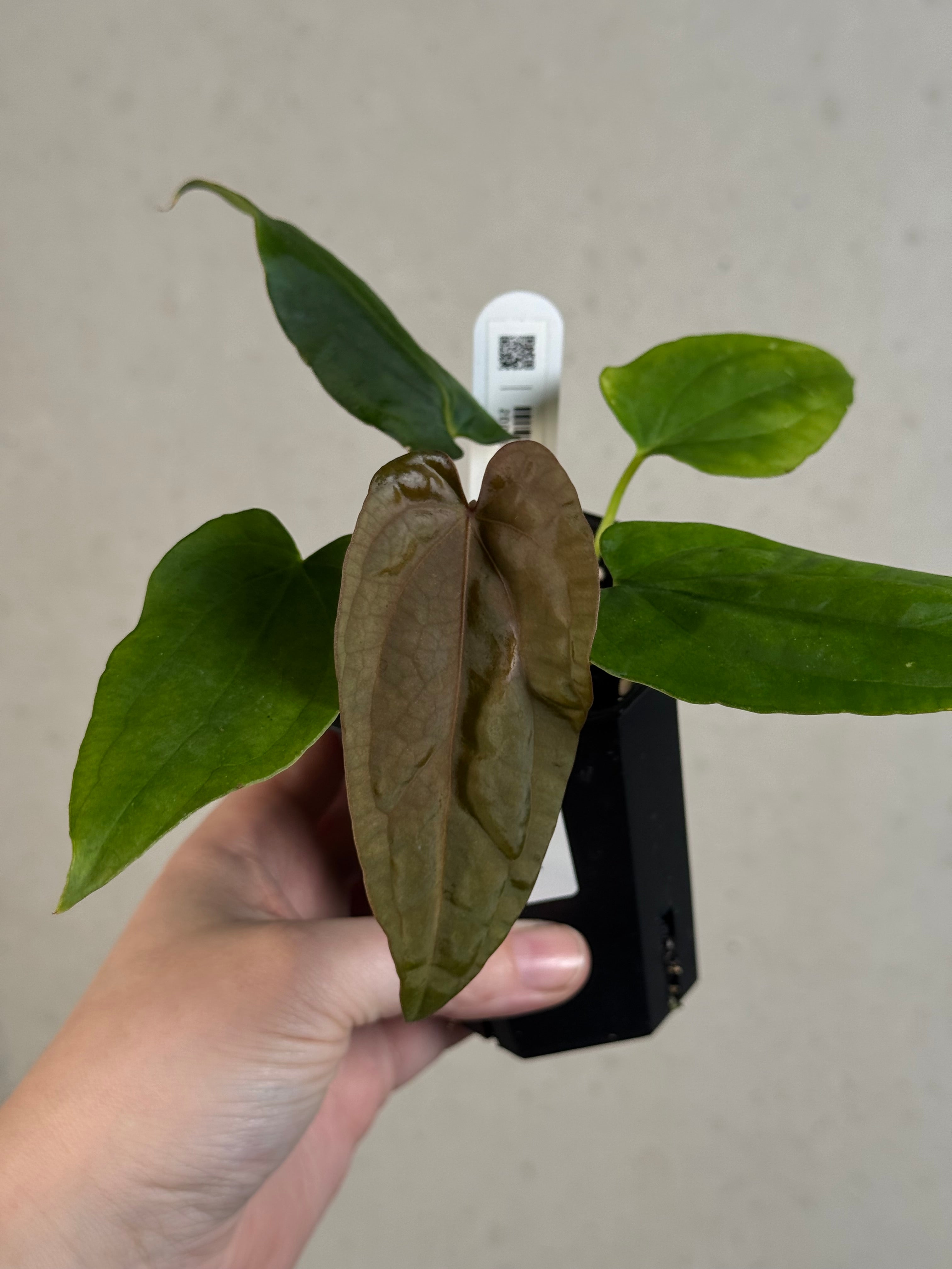Anthurium Dressleri NSE 'Obsidian' x RG