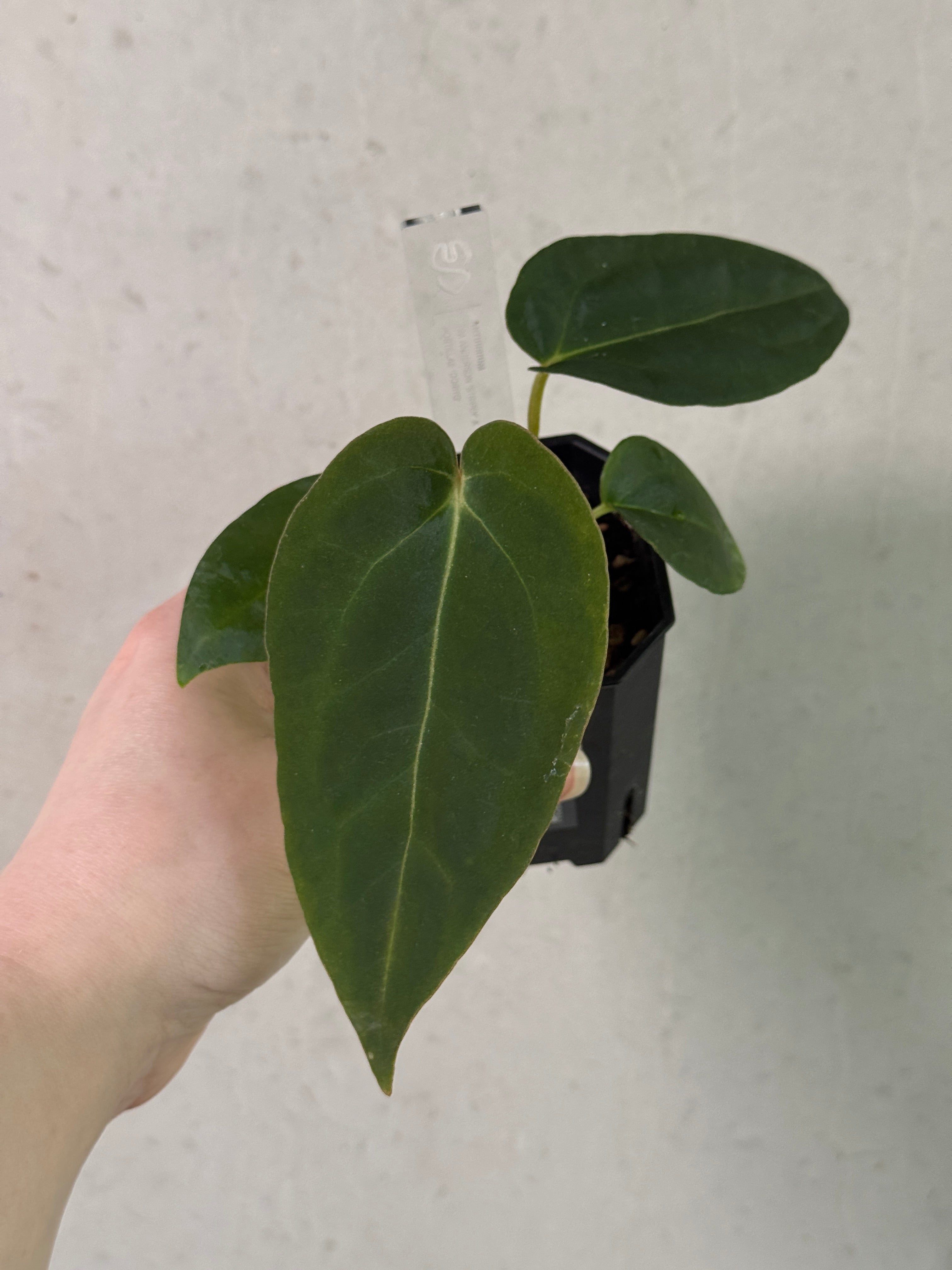 Anthurium Tim Anderson ‘Stripey’ x Portillae ‘Dorito’