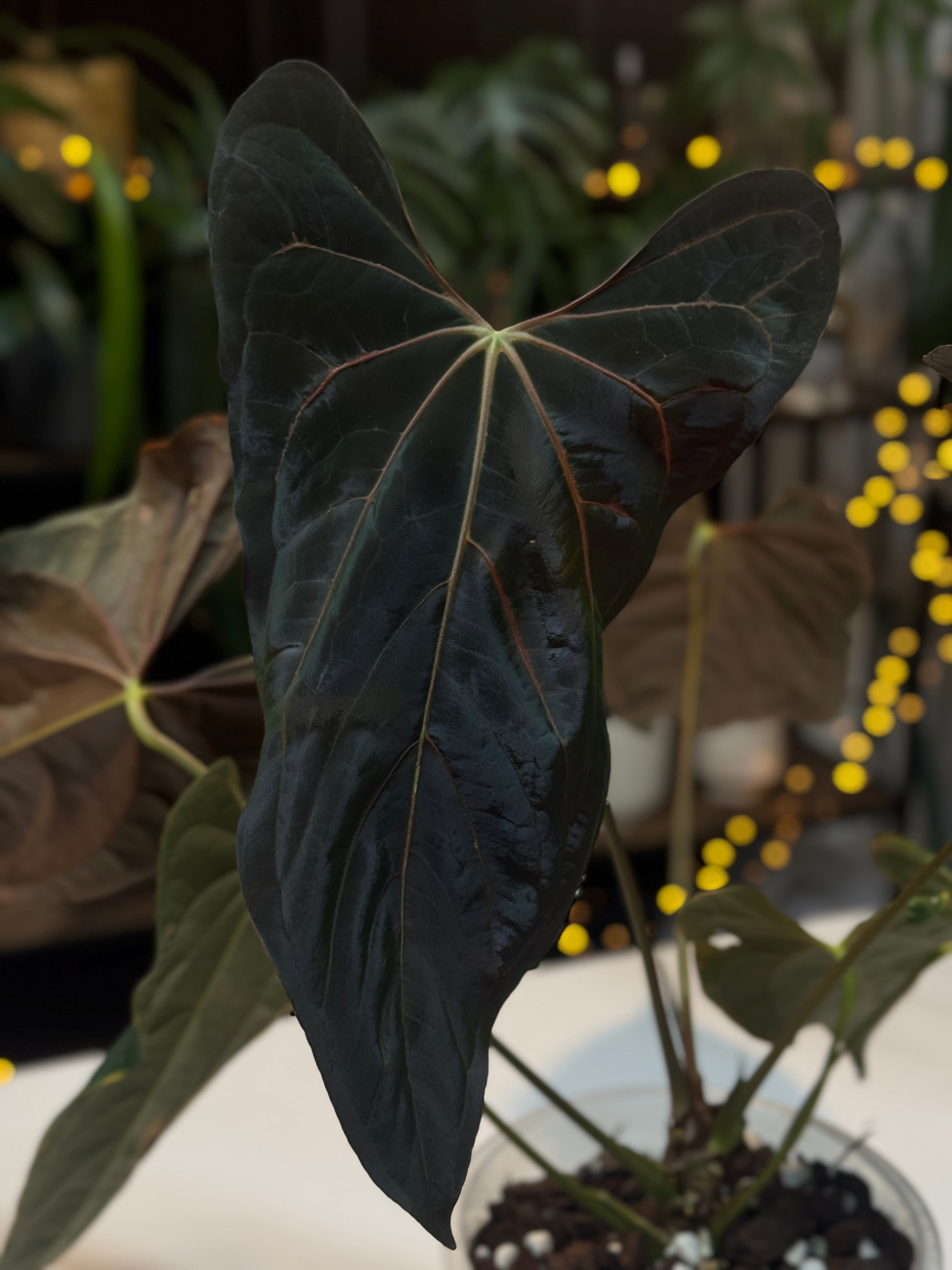 NFS: Anthurium Fort Sherman x 'Cobra'