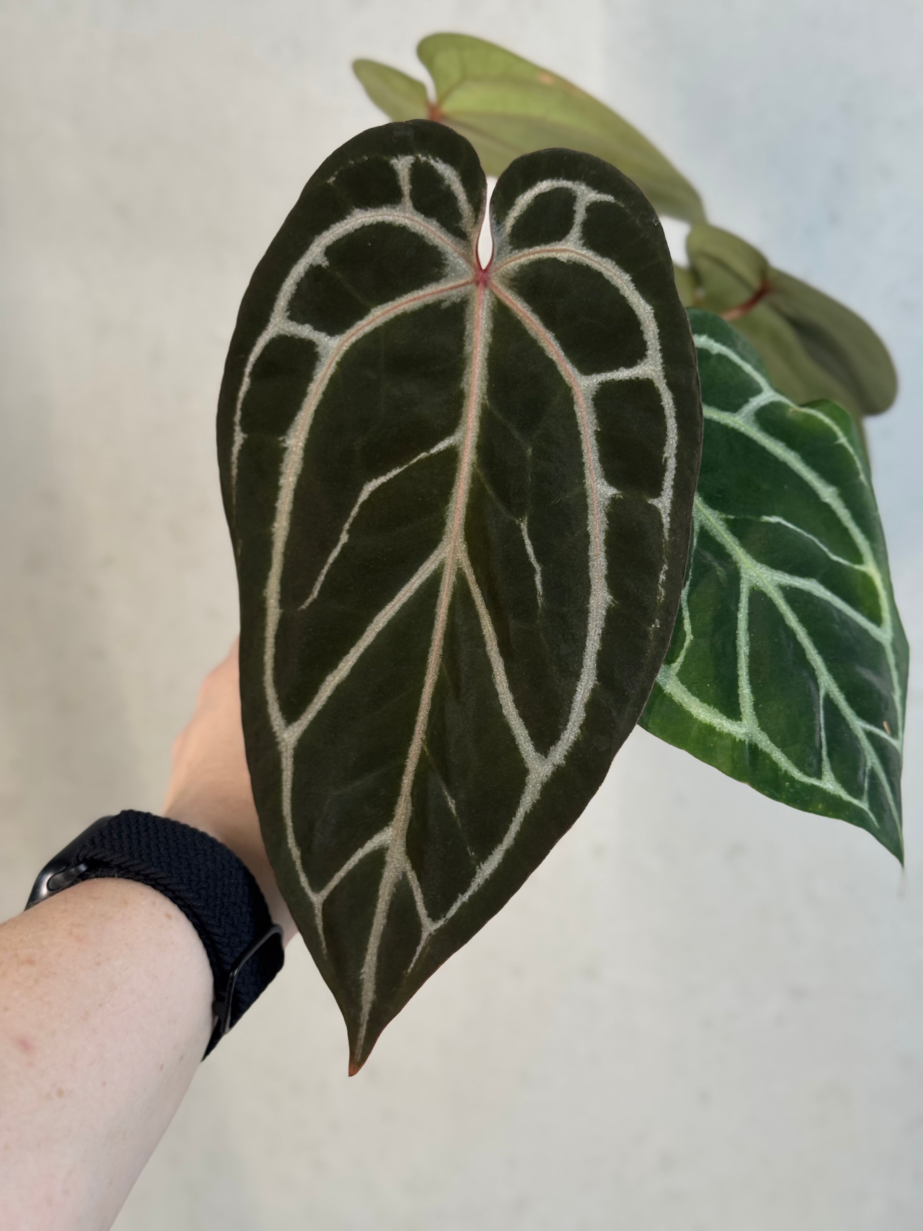 Anthurium Red Crystallinum x self