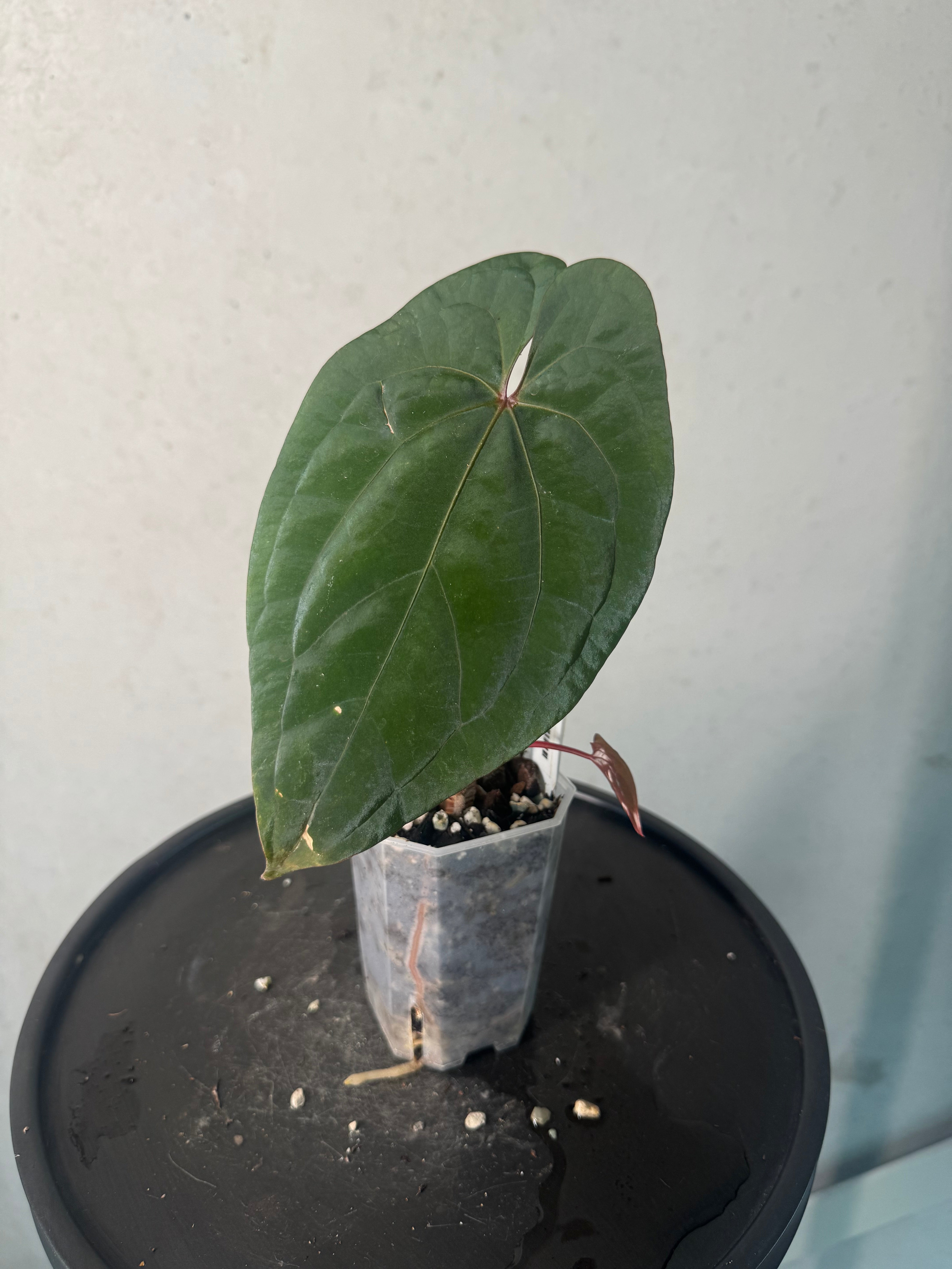 Anthurium Red Vein Dark Phoenix - Clone - Pre-order