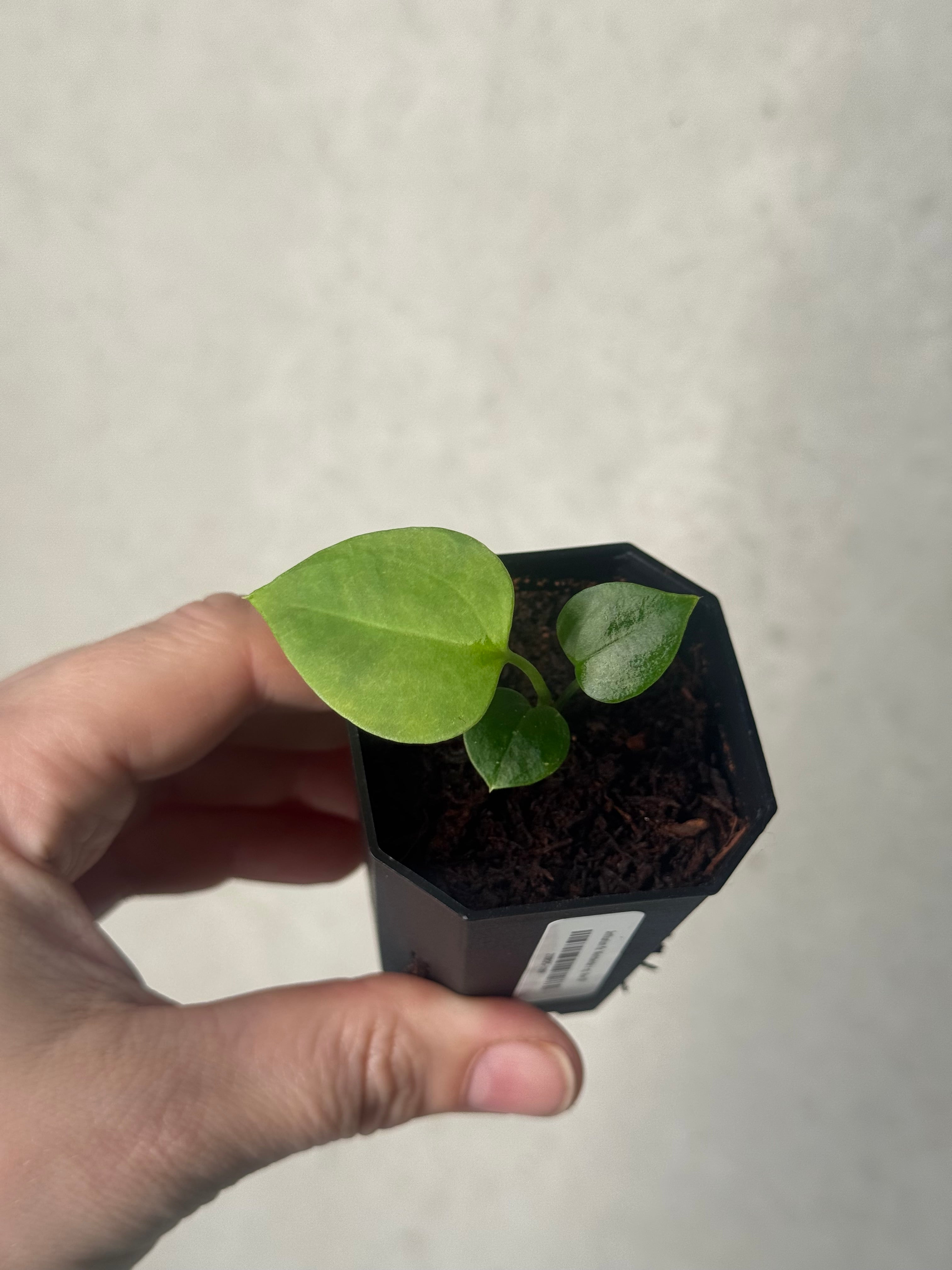 Anthurium Mr. Worldwide x sp. Nov DF