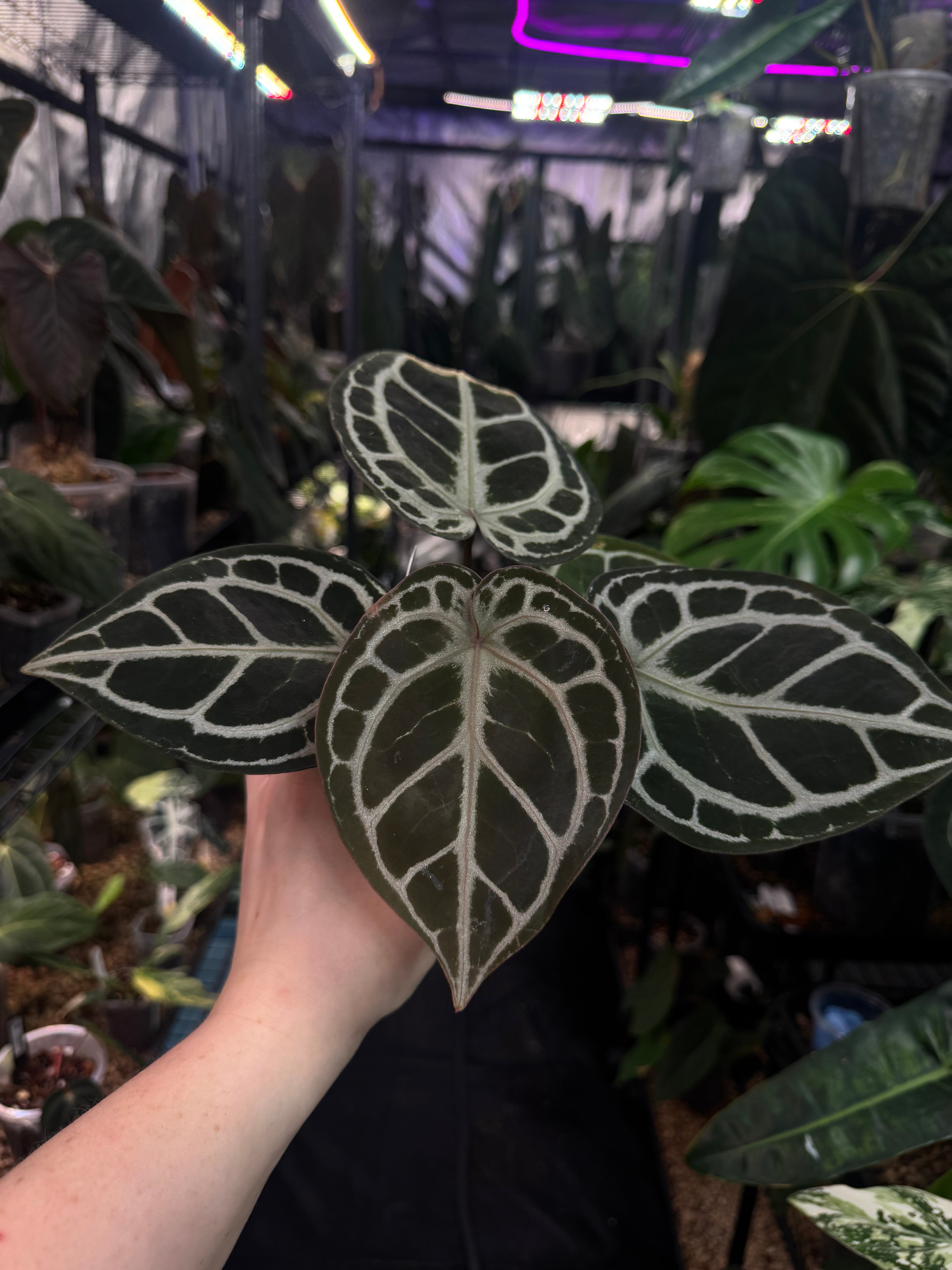 Anthurium HU x Red Crystallinum