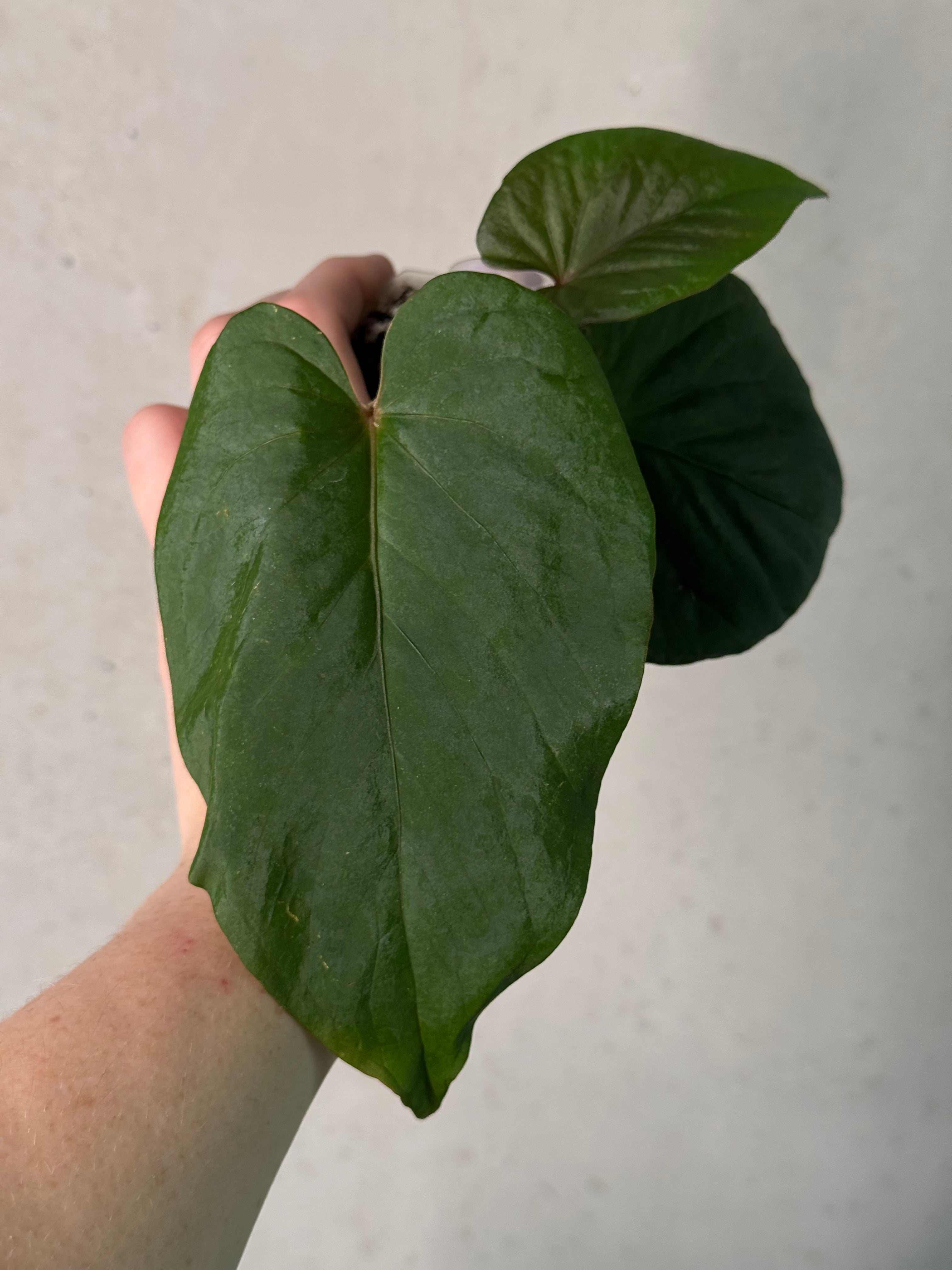 Anthurium Kunayalense F1