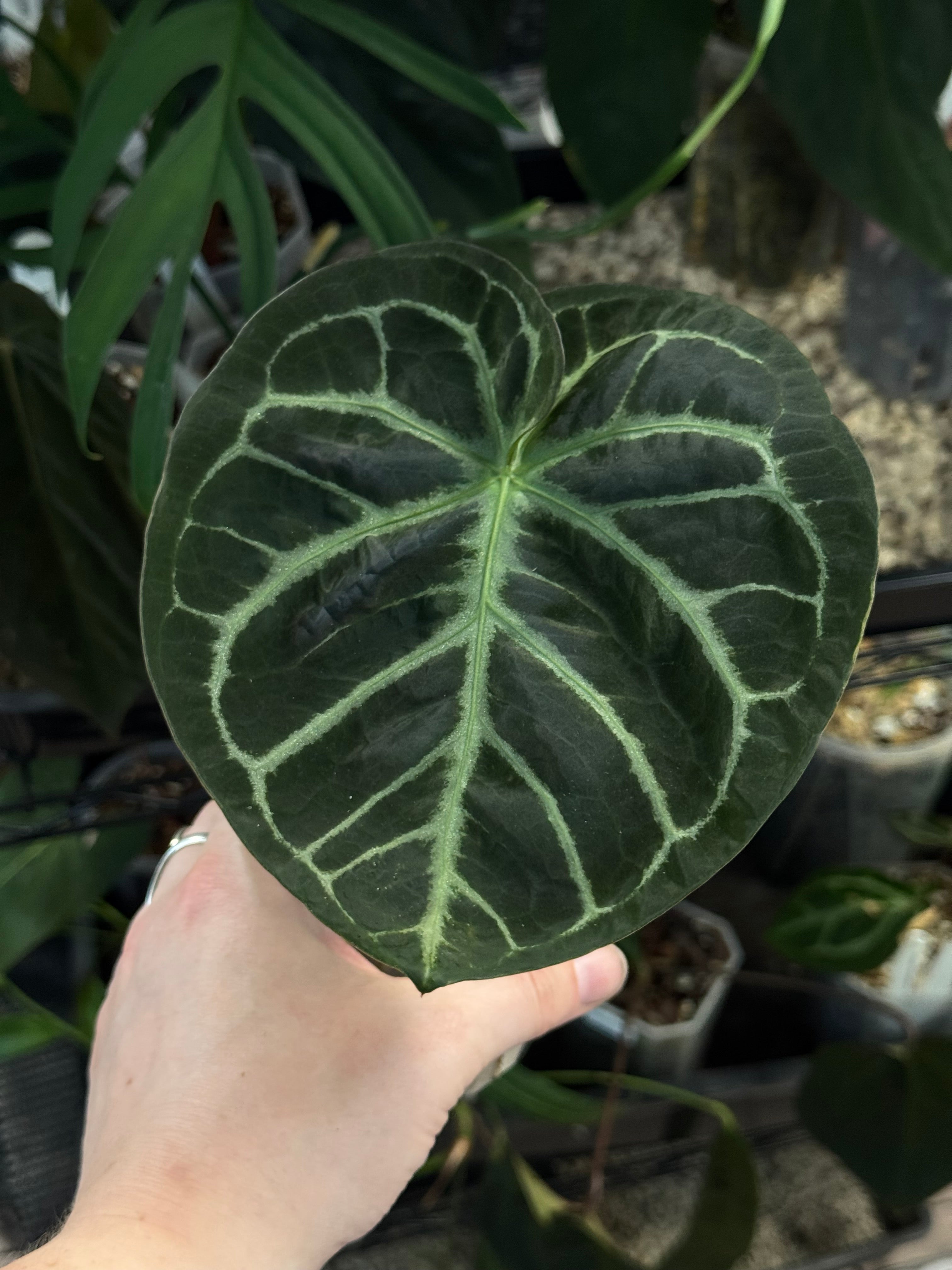 Anthurium Dorayaki (x)