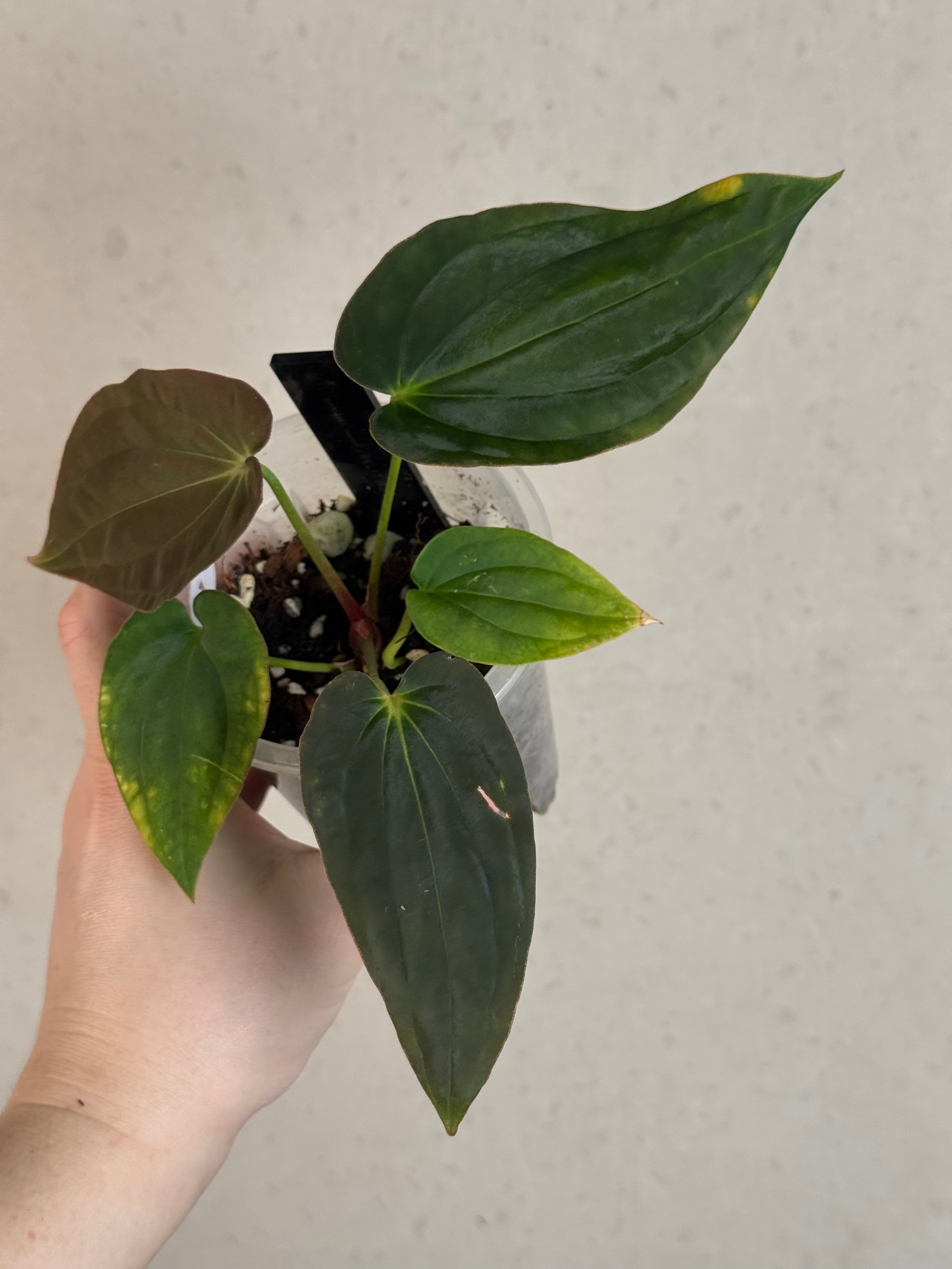 Anthurium Antolakii (BVEP) ‘Round’ x RA1 F2