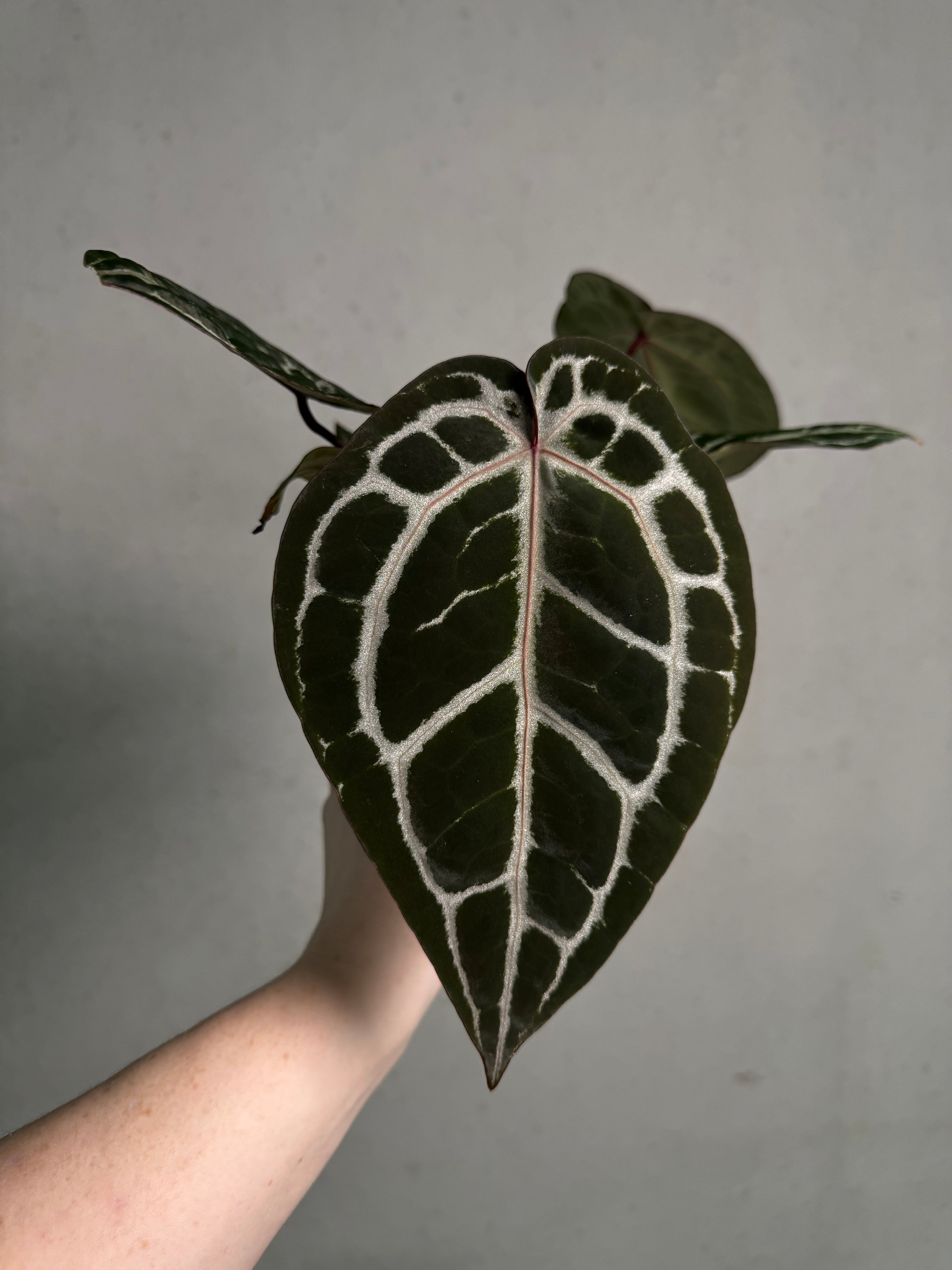 Anthurium DocBlock Michelle - SMUKHI