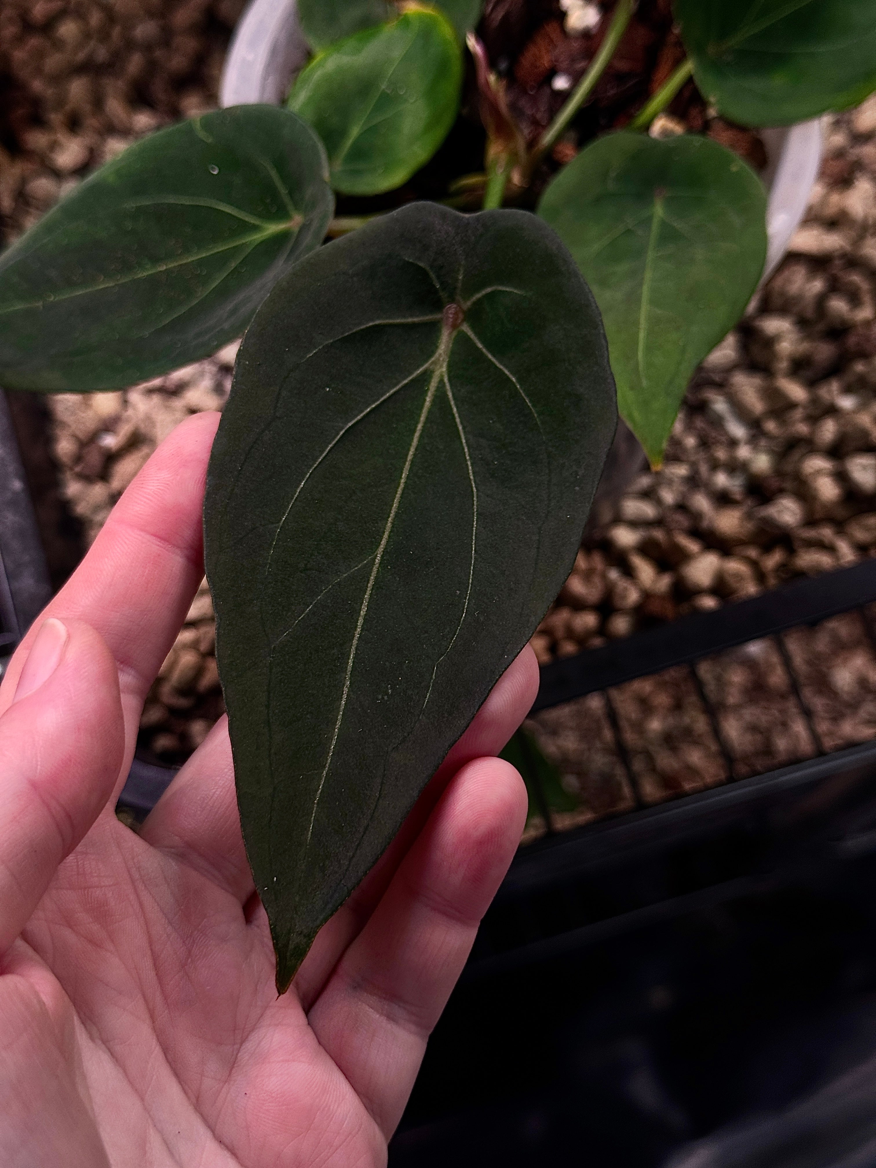 Anthurium 'Red Spider' clone plant with glossy green leaves and striking red spider-shaped flowers, from Kartel Daun.