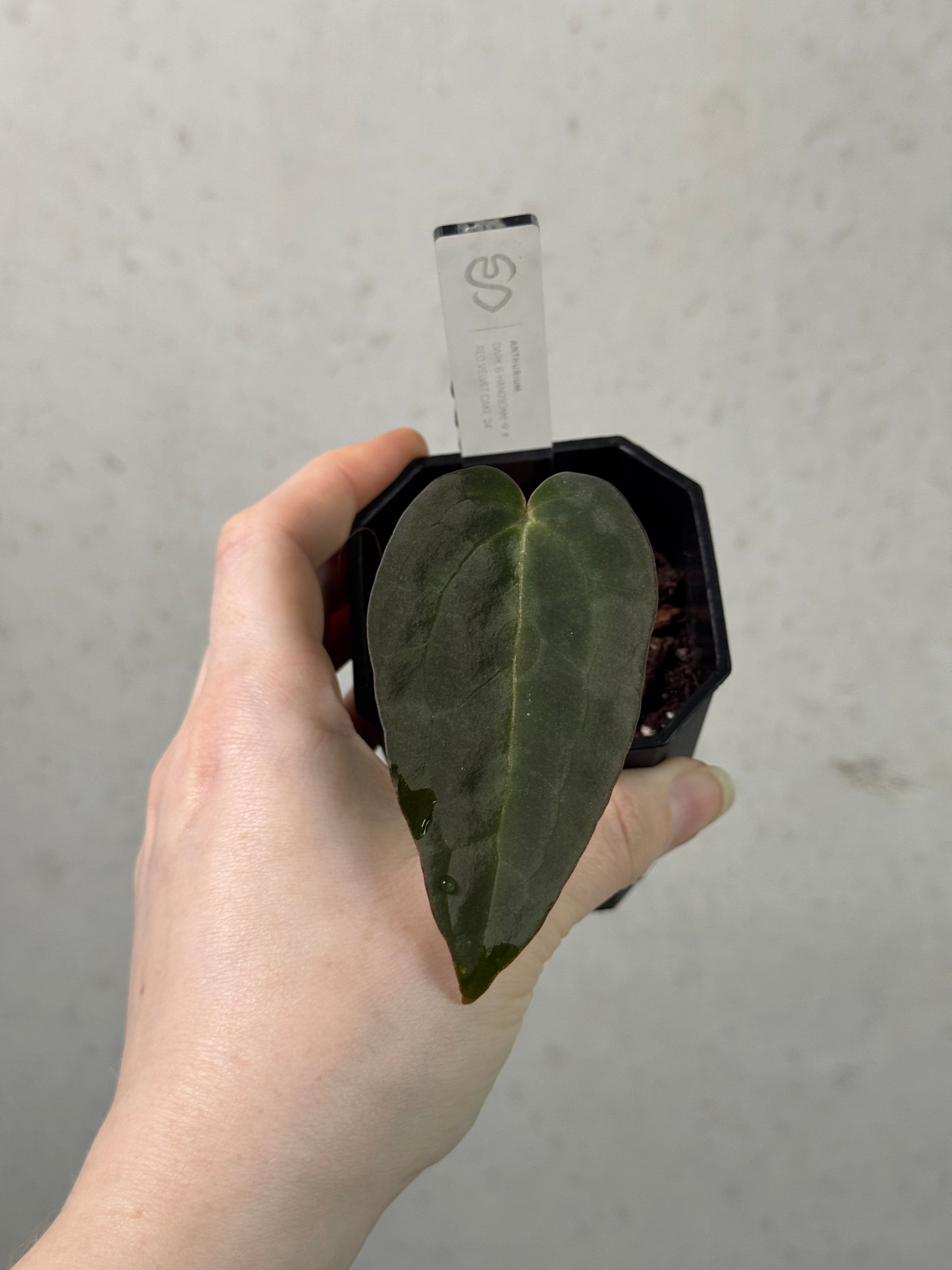 Anthurium Dark & Handsome '9' x Red Velvet Cake '24' - Clone