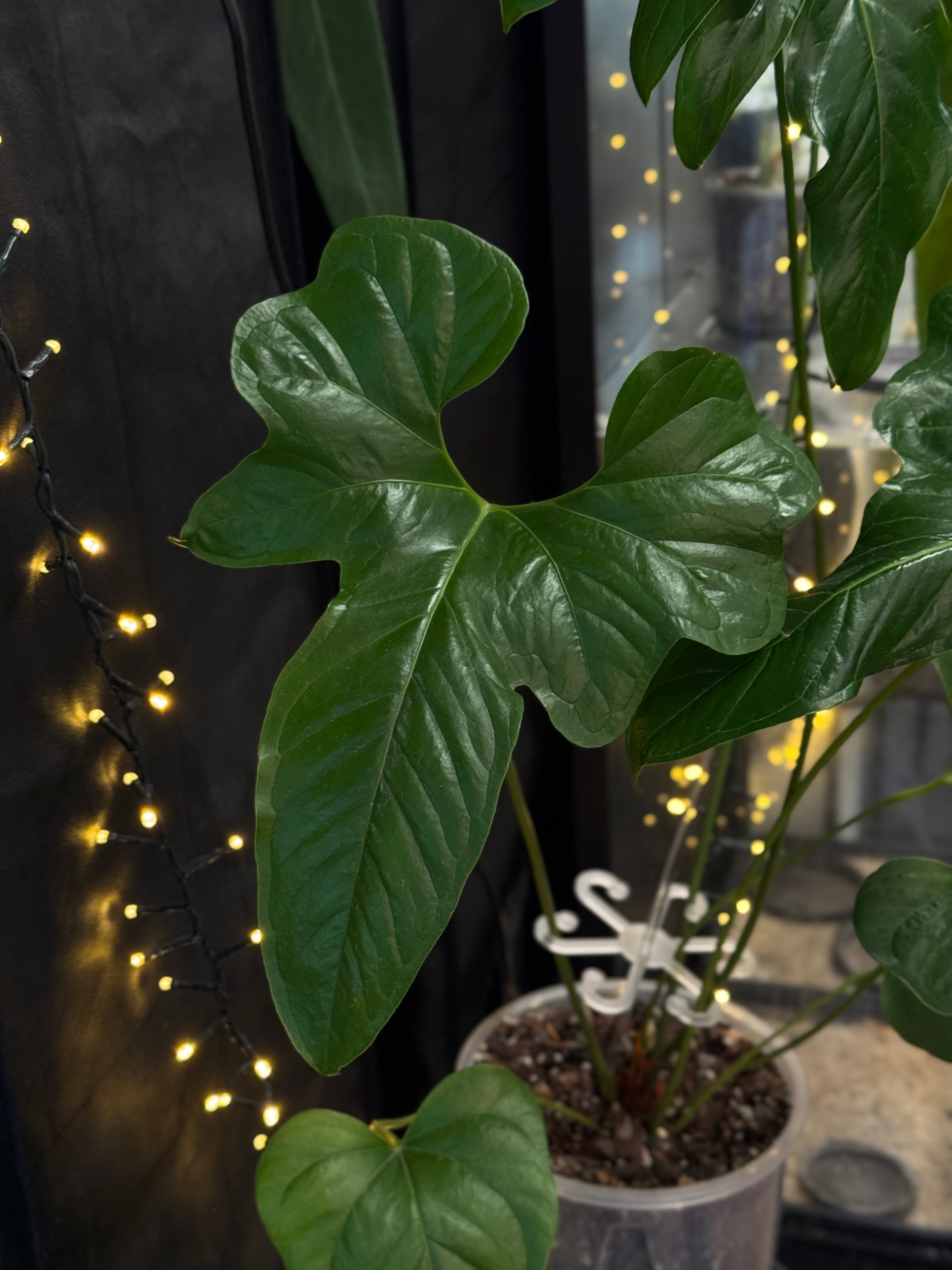 Anthurium Pedatum - SMUKHI