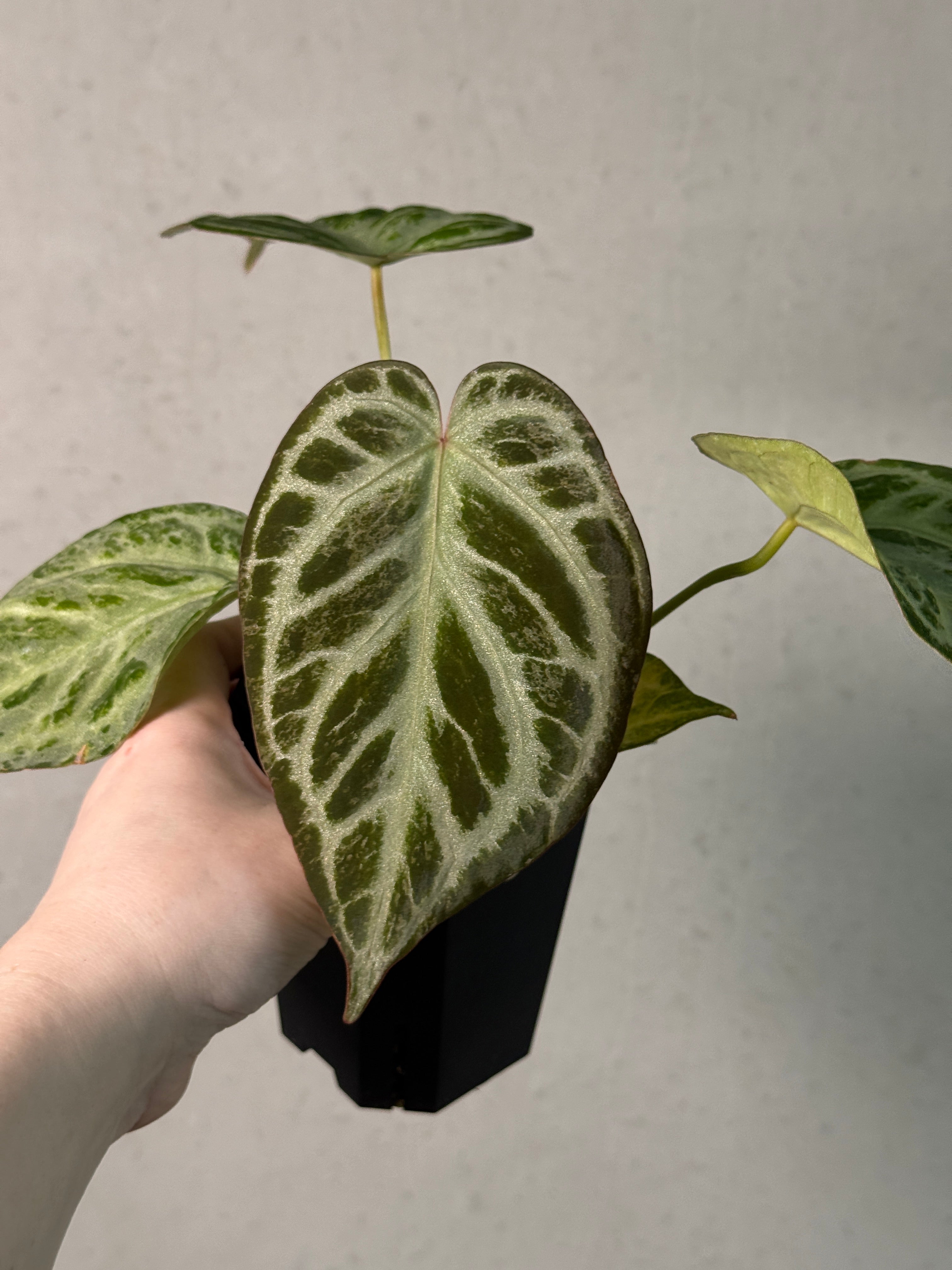 Anthurium ‘Silver Blush’ Mint / Blister Variegata (min. var.)