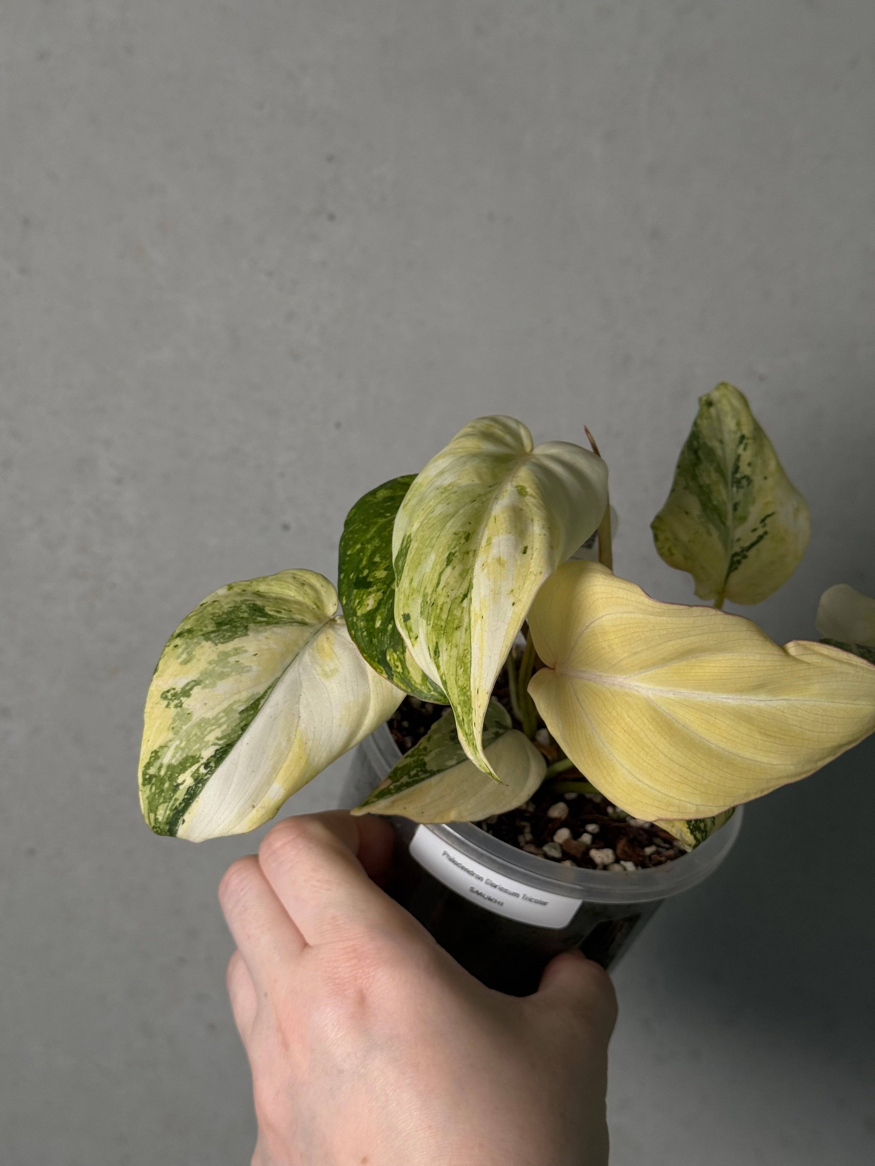 Philodendron Gloriosum Tricolor - SMUKHI