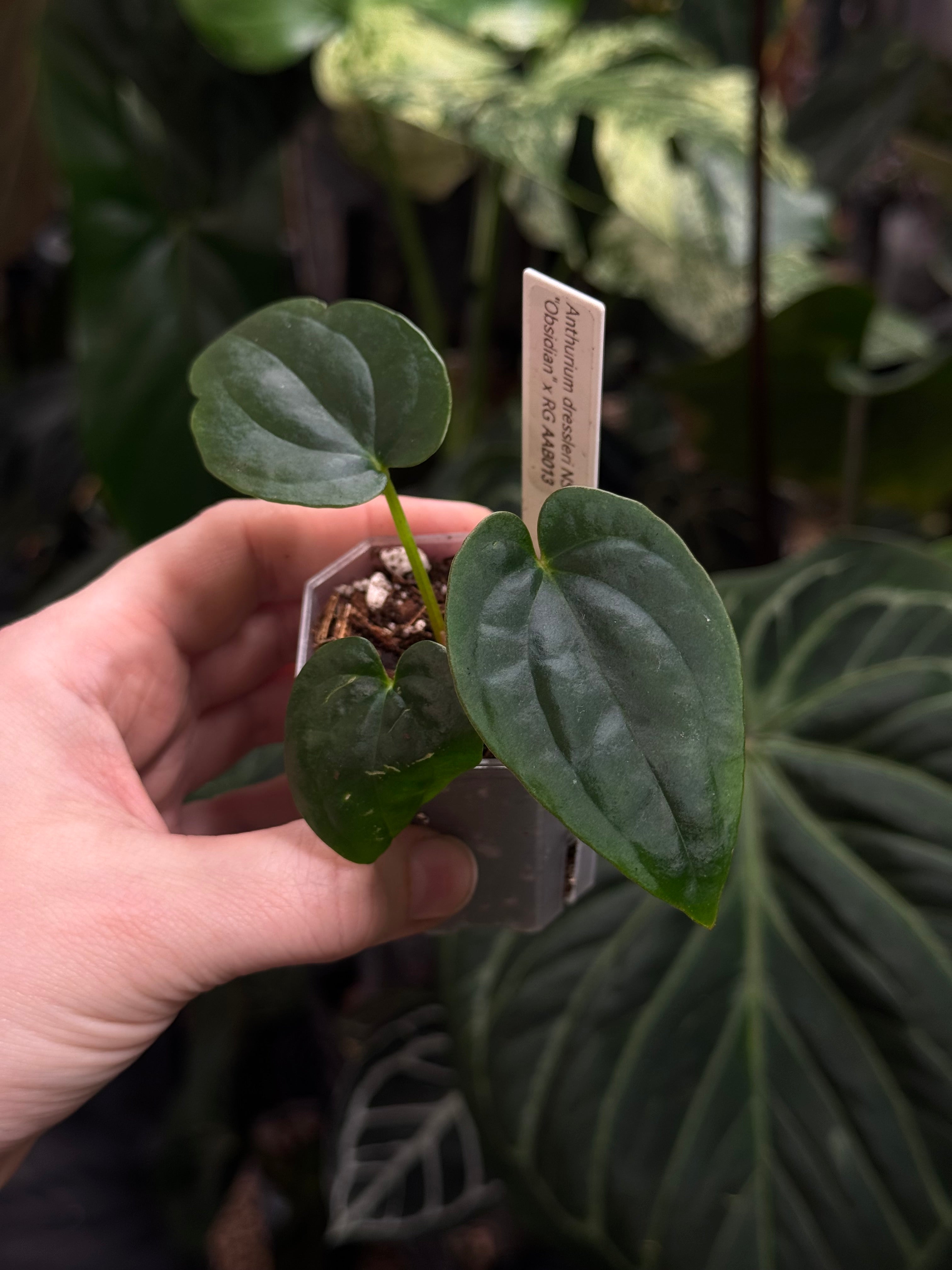 Anthurium Dressleri NSE 'Obsidian' x RG