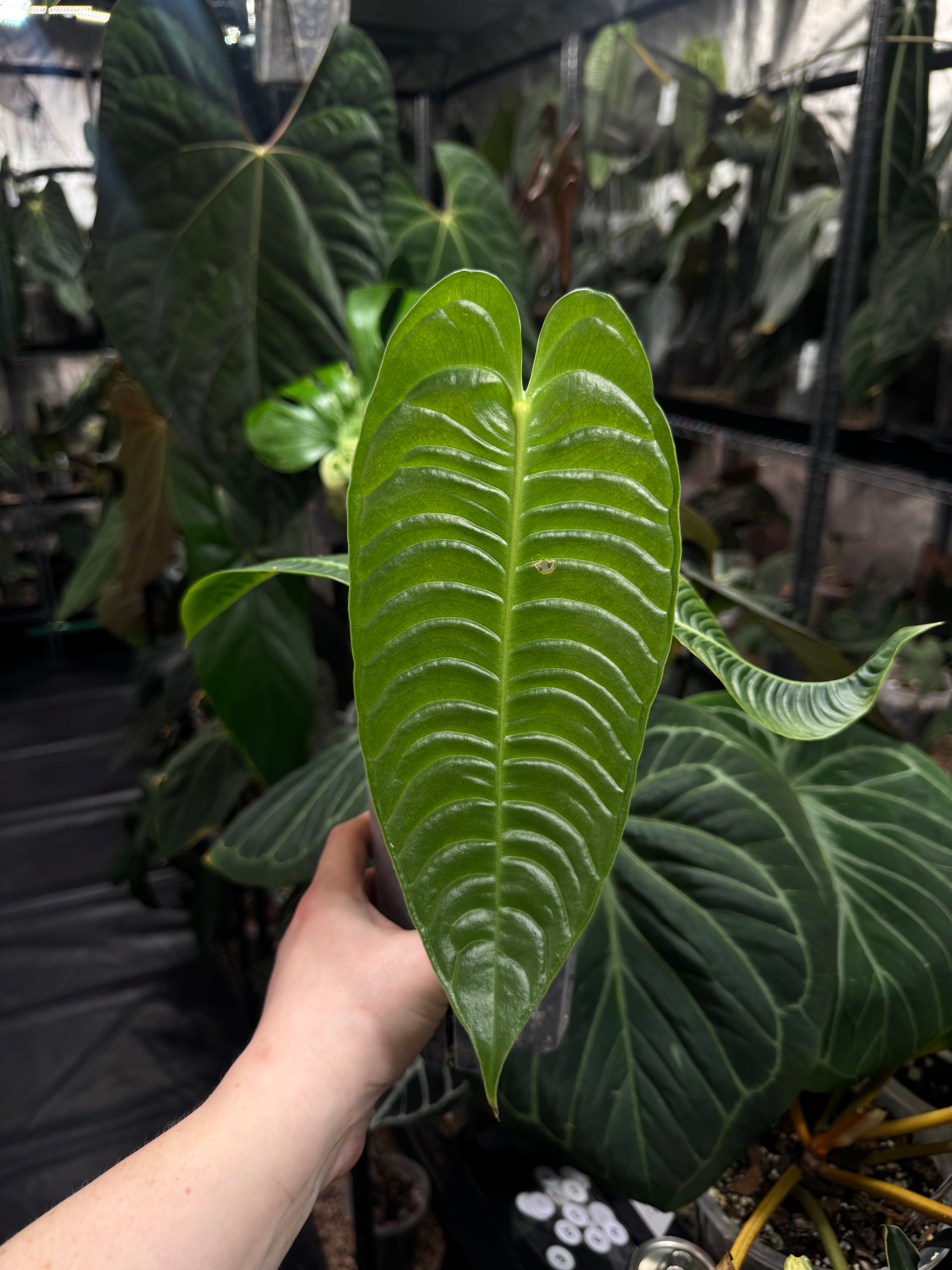 Anthurium Veitchii Super Narrow