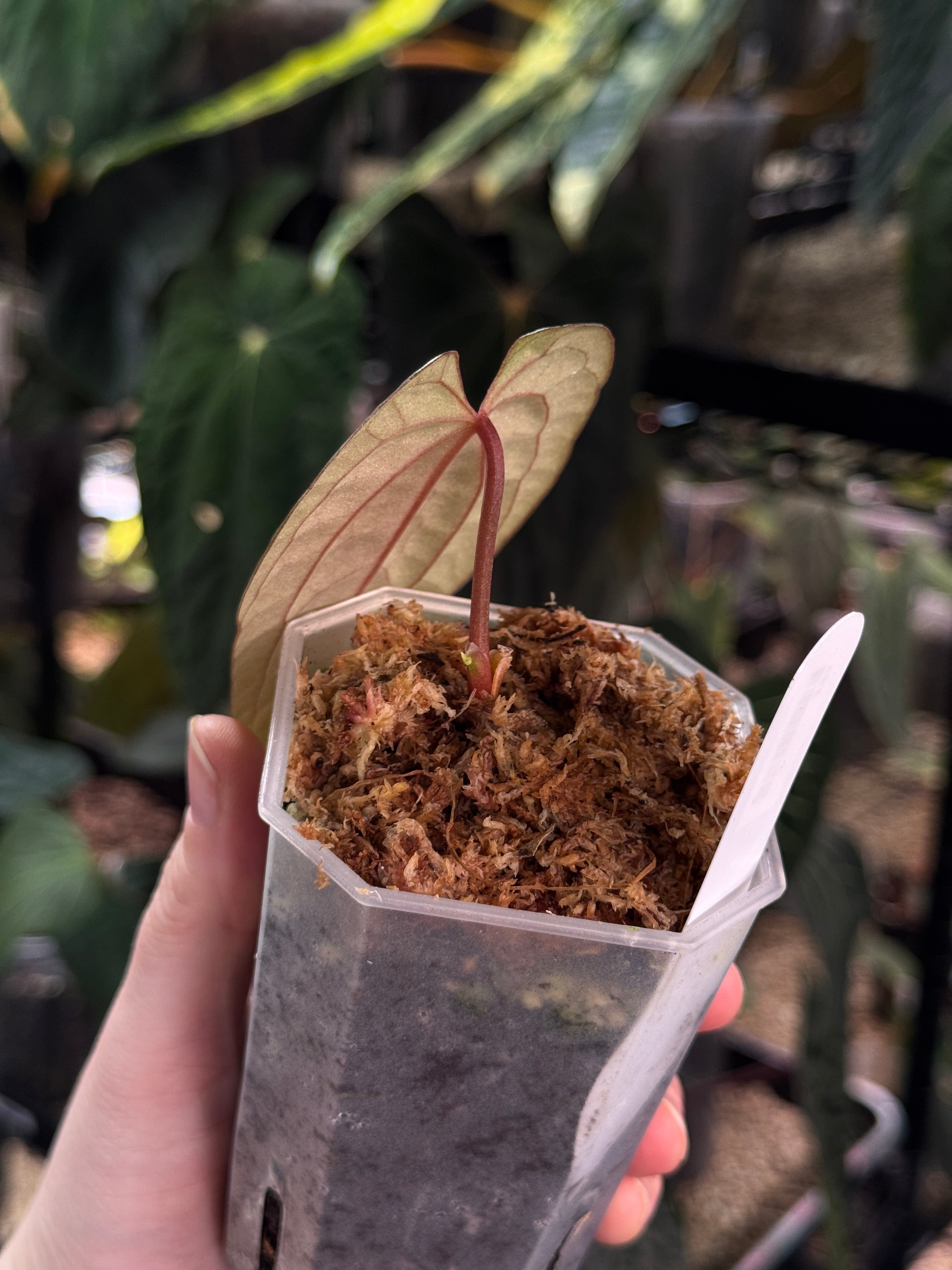 Anthurium FSxRL 'Grim Reaper' x Luxurians 'Black Noir' - Clone