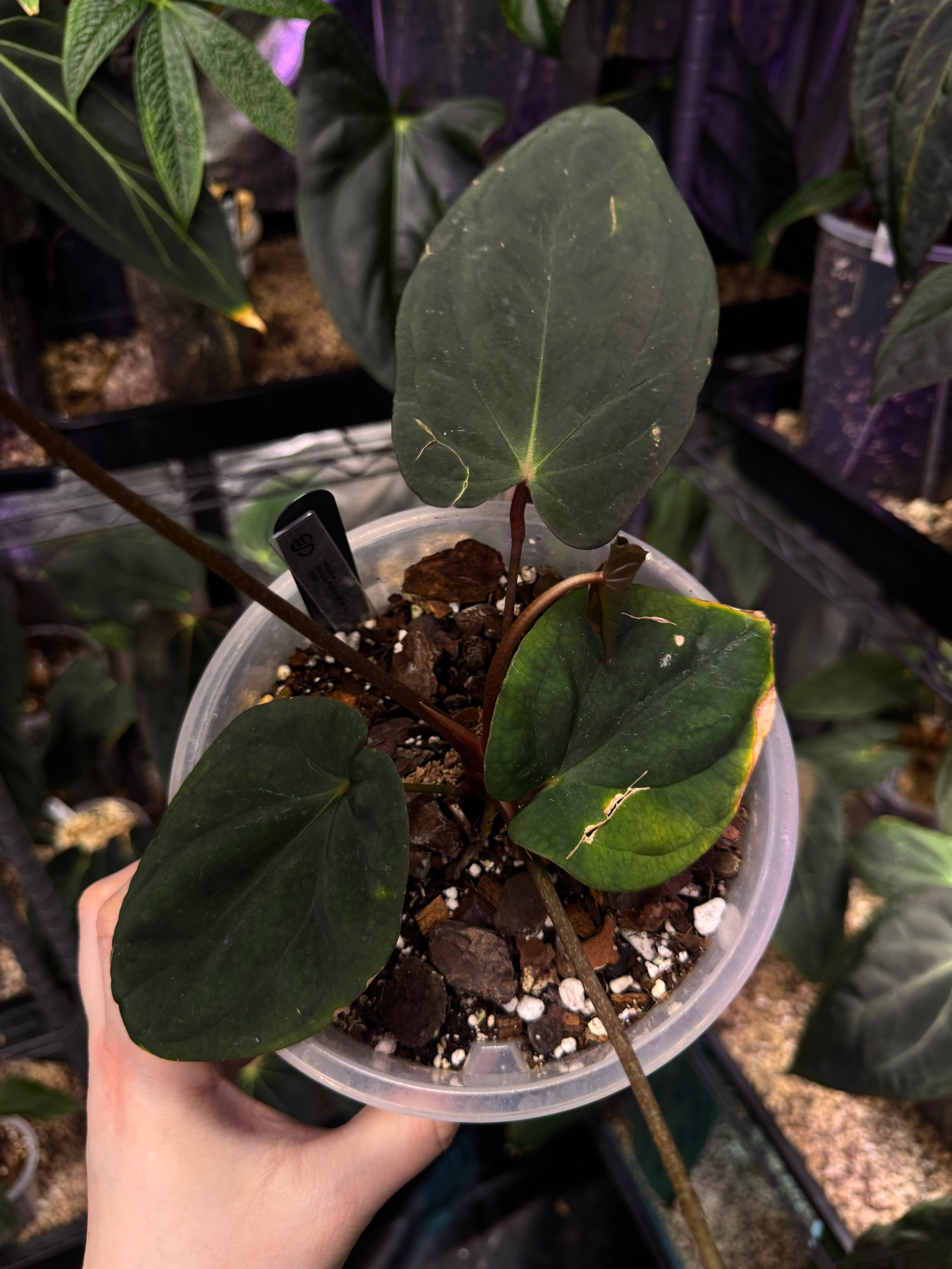 NFS: Anthurium Antolakii / BVEP (Round x Felix) x Felix #2