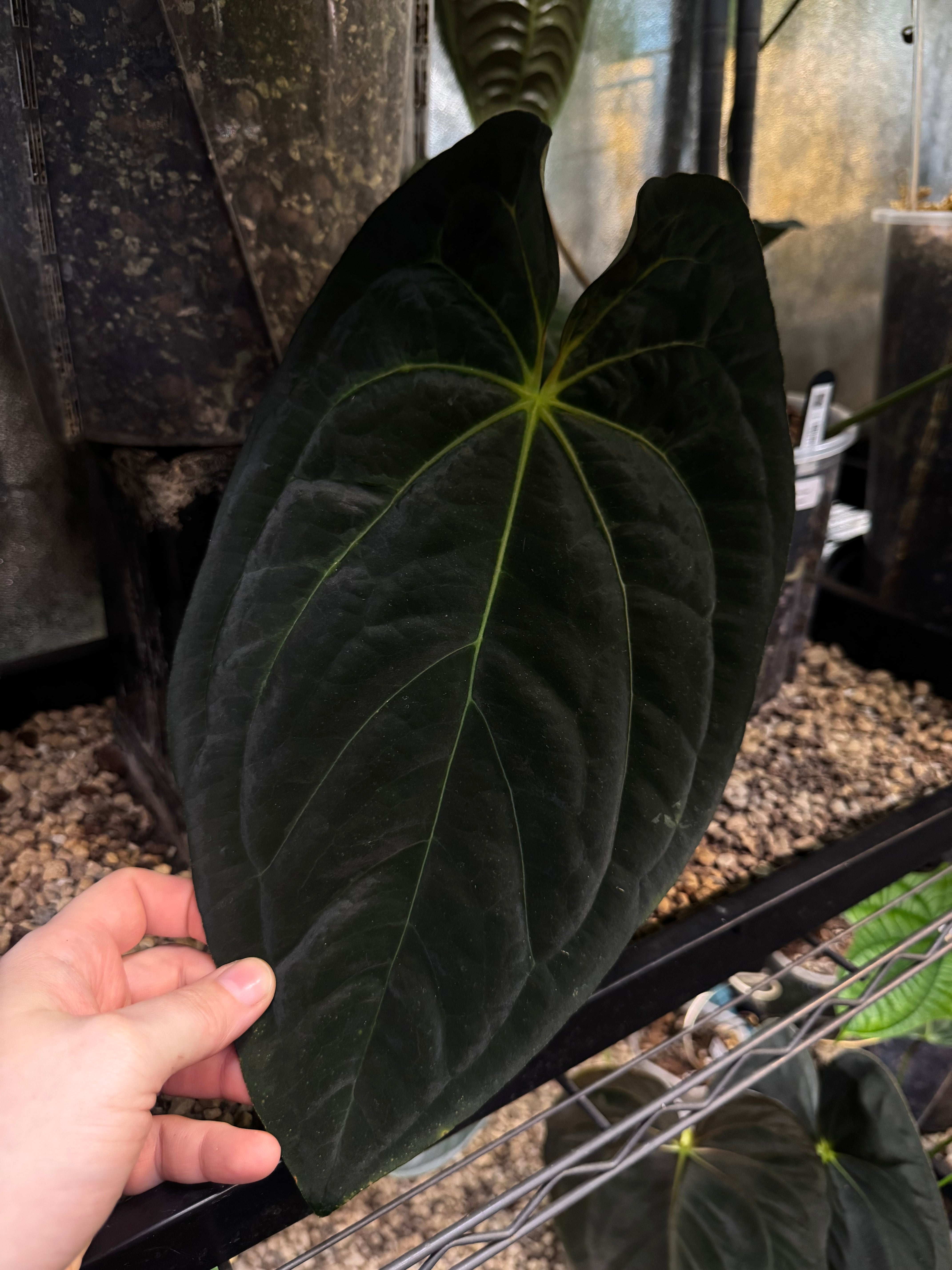 NFS: Anthurium Papillilaminum XOne x Xone