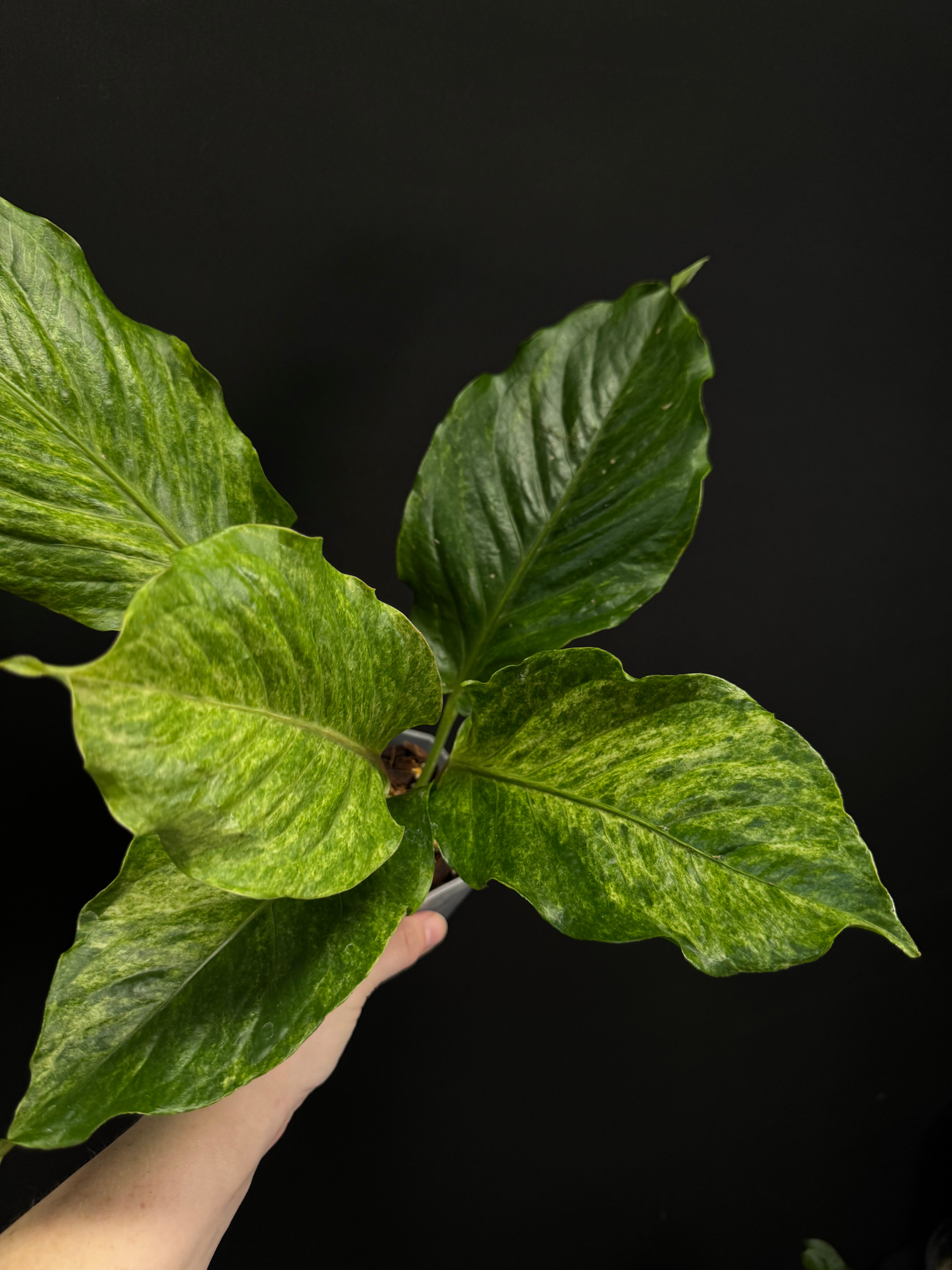 Anthurium Bonplandii Variegata