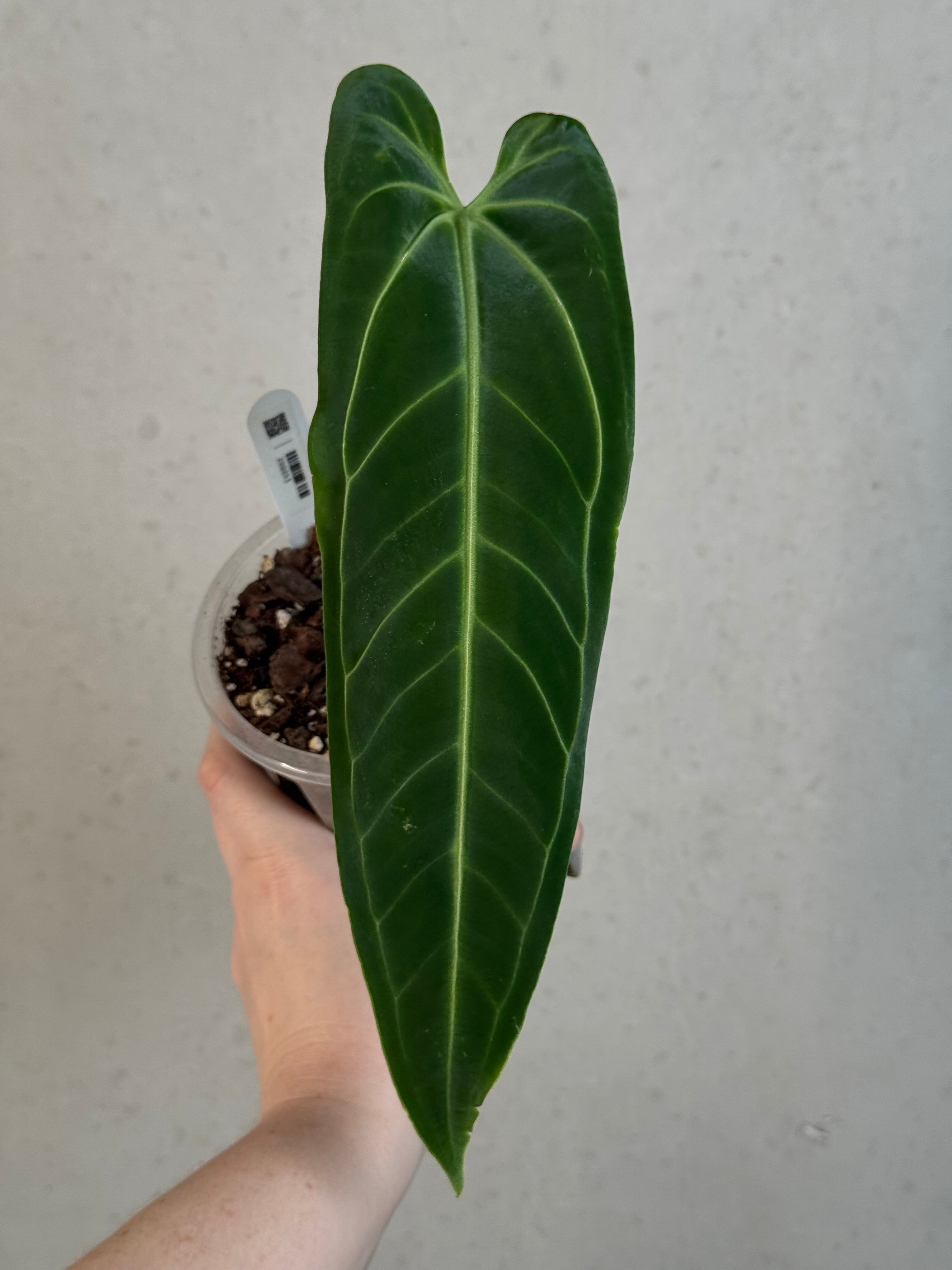 Anthurium Warocqueanum
