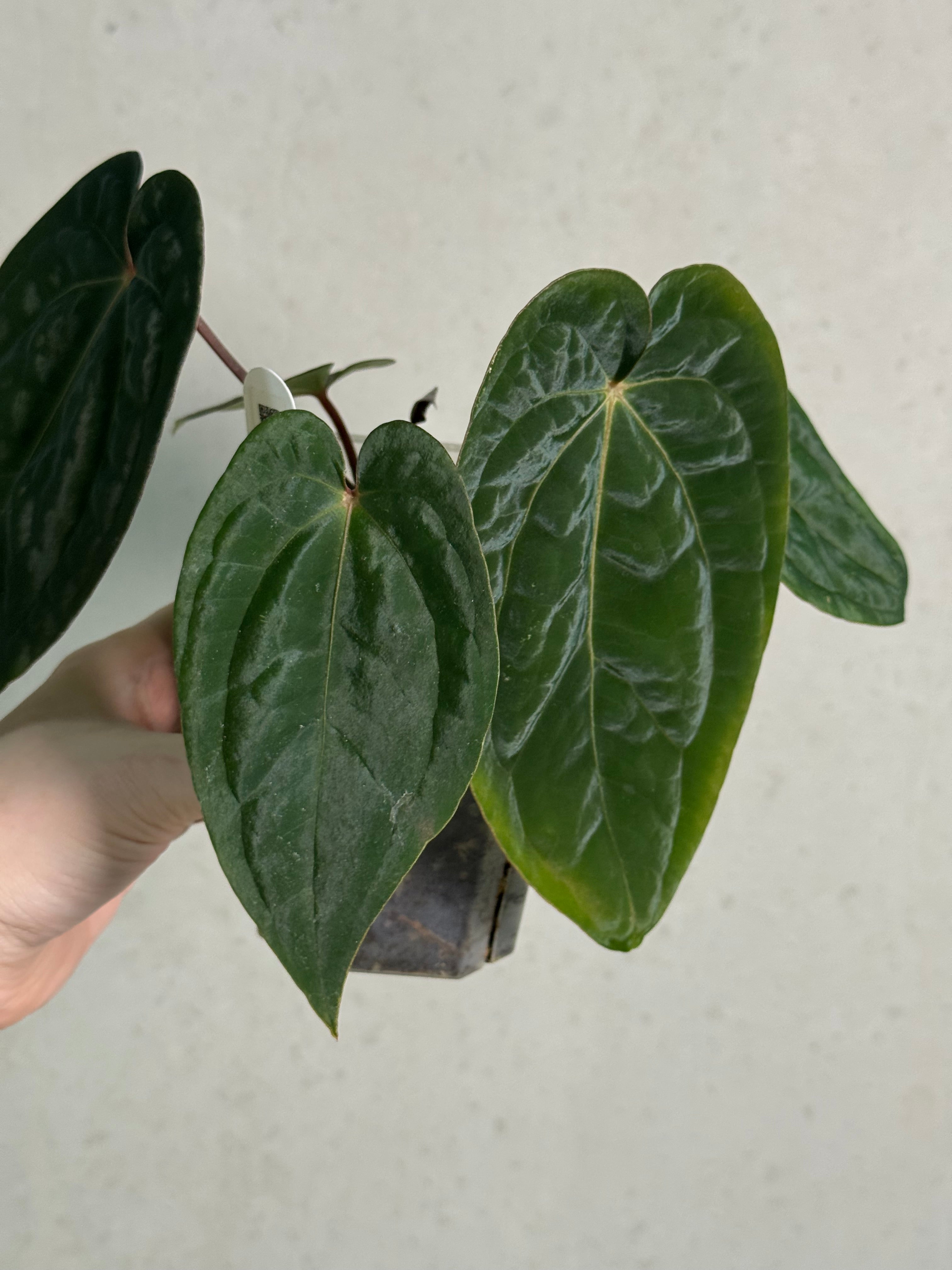 Anthurium (Ace of Spades x BVEP) x Ace of Spades DF - SMUKHI