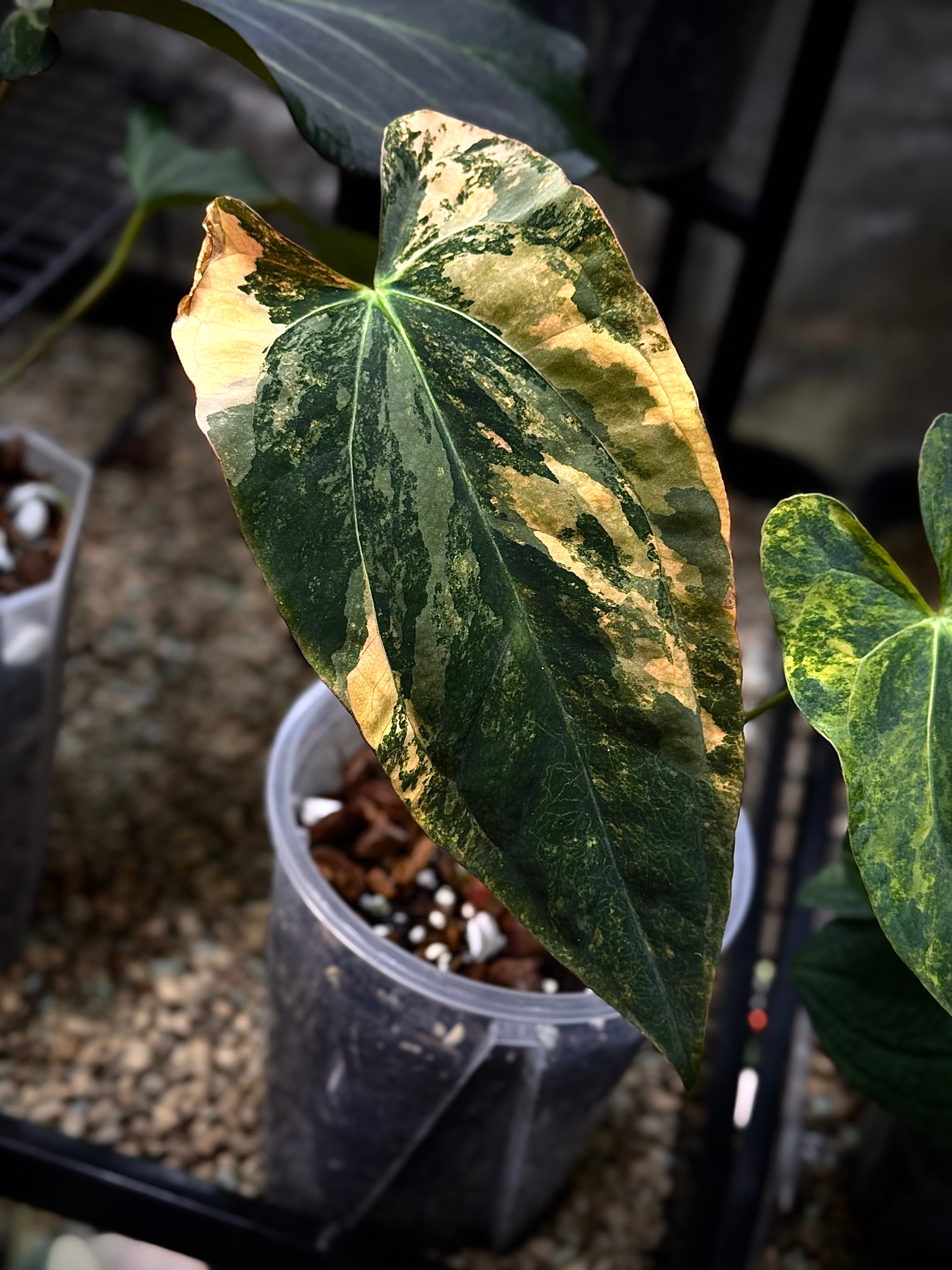 NFS: Anthurium Papillilaminum Variegata x Ralph Lynam - Rare Finds