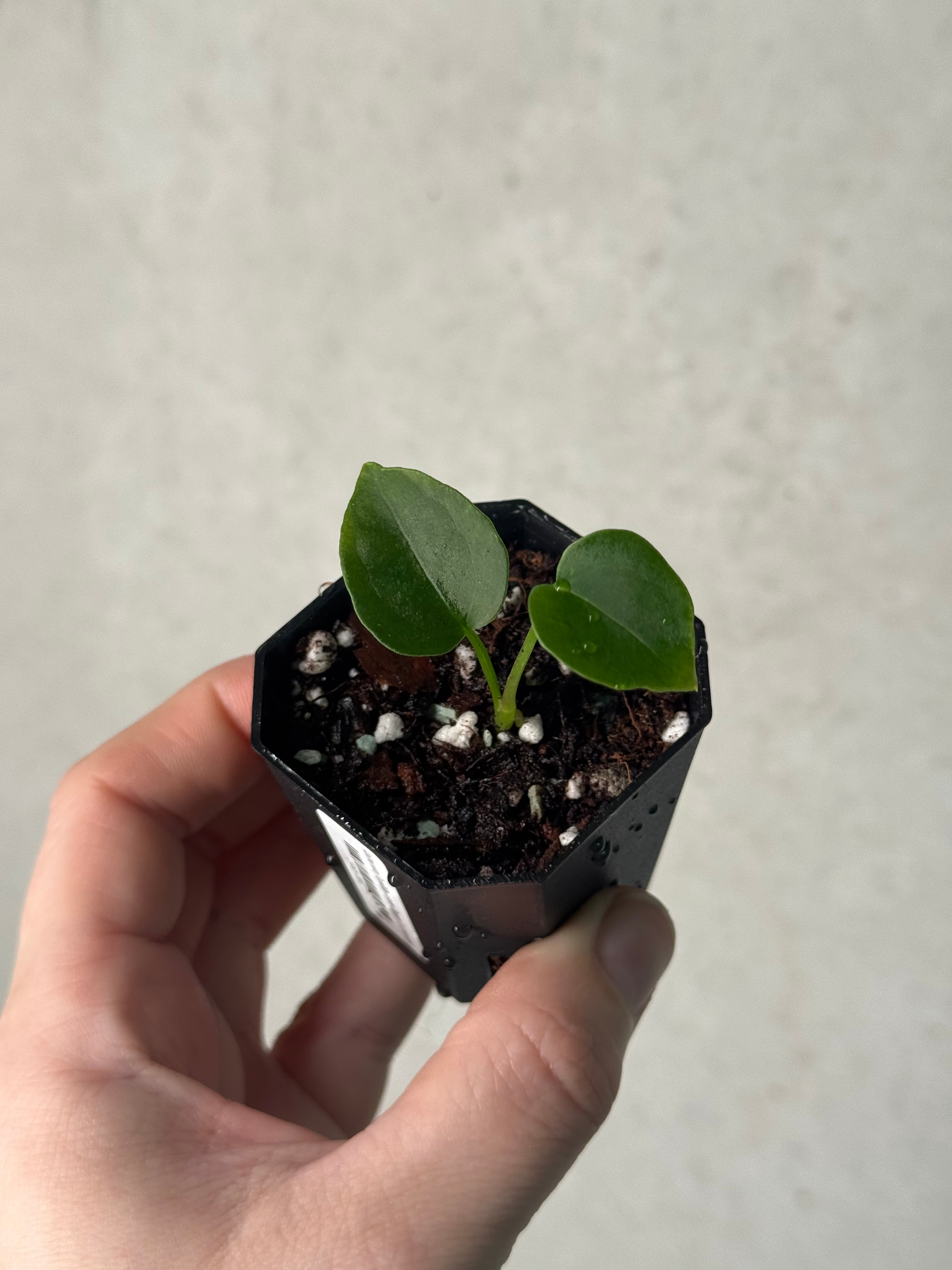 Anthurium Papillilaminum ‘Dagger’ x Luxurians