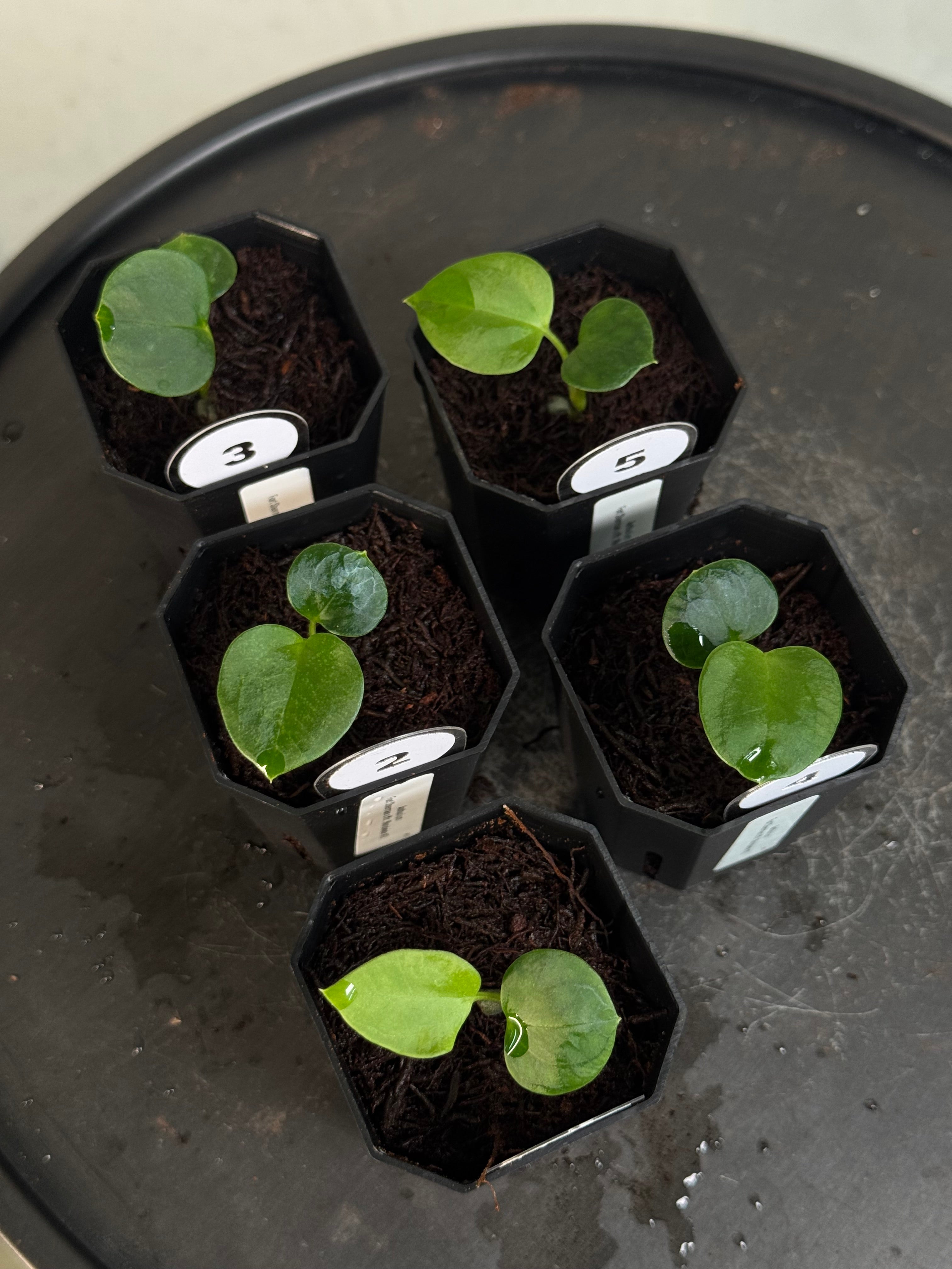 Anthurium Fort Sherman x Mr. Worldwide #2