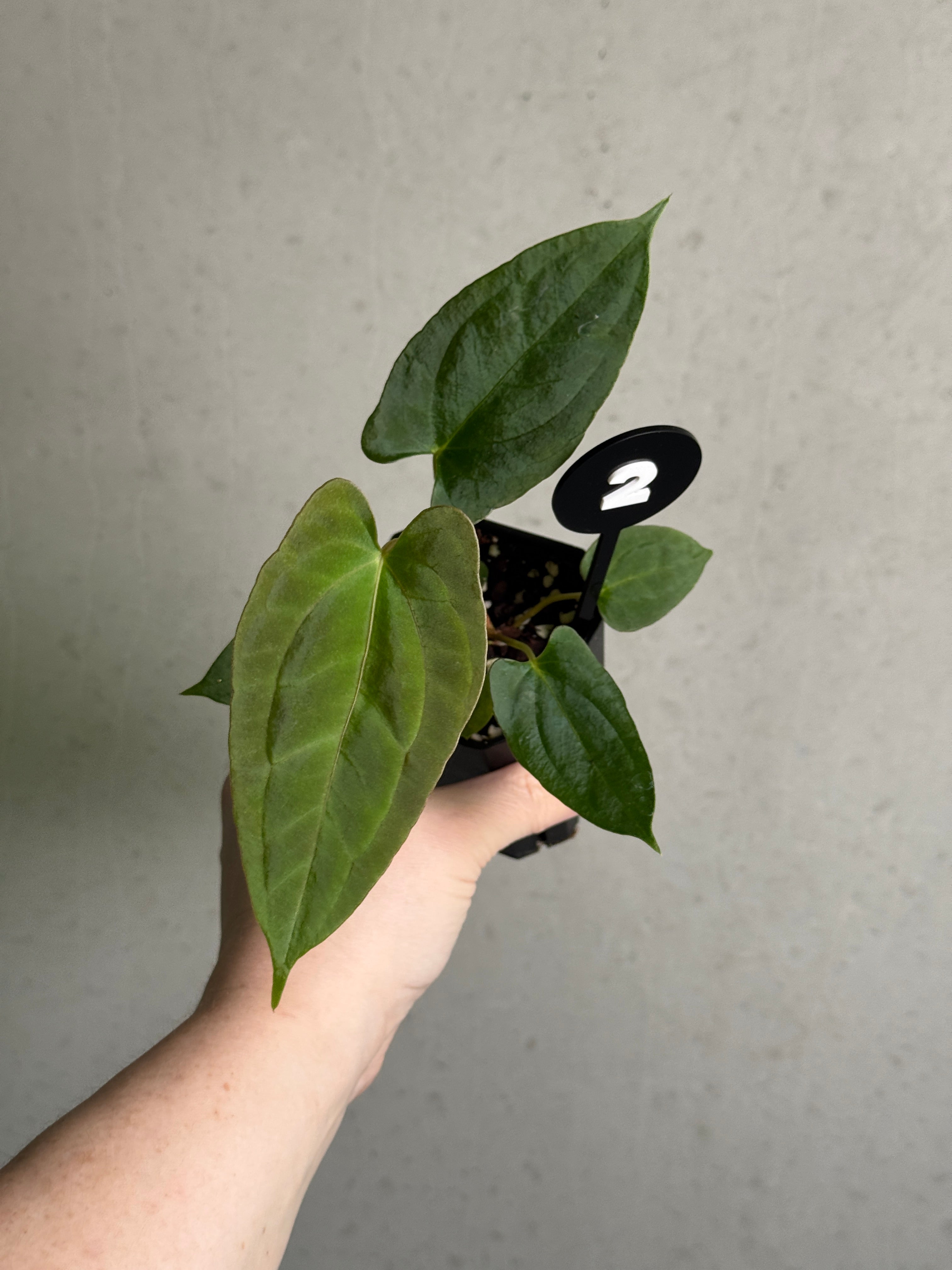 Crystallinaminum Anthurium FSxRL 'Shadow Reaper' plant with glossy dark green leaves and vibrant red spathes, indoor ornamental plant