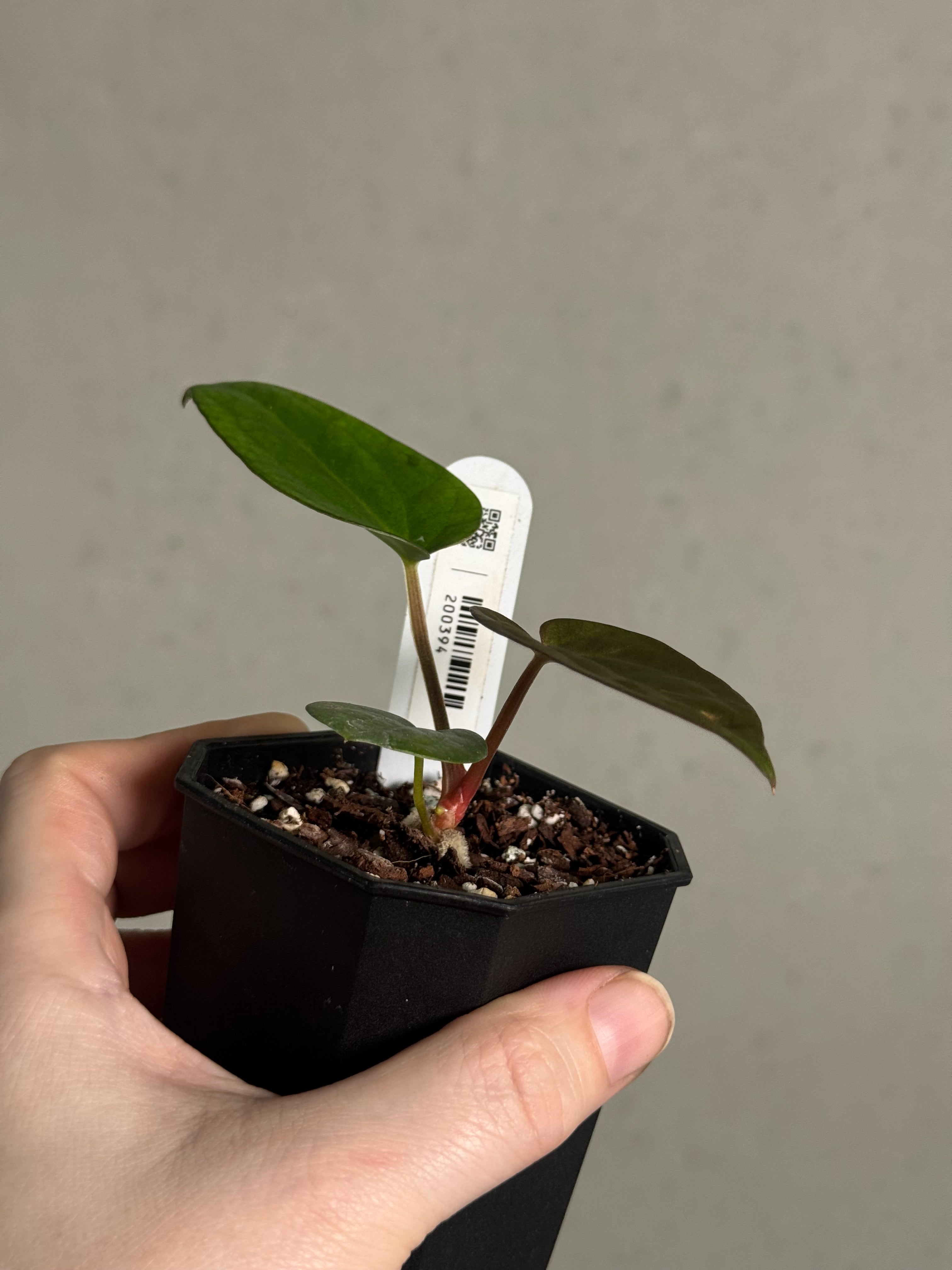 Anthurium (Dressleri F2 x Carlablackiae 'Amanda') x Carlablackiae ('Round' x GPH-001) - SMUKHI